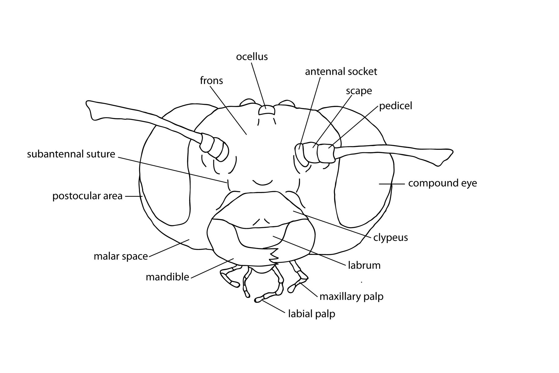head, frontal view