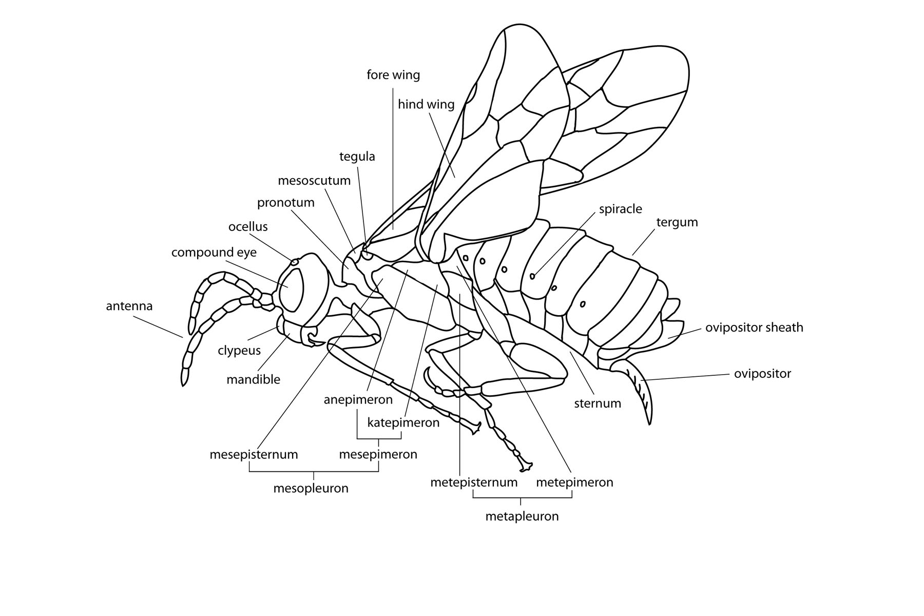 scarab larvae anatomy image