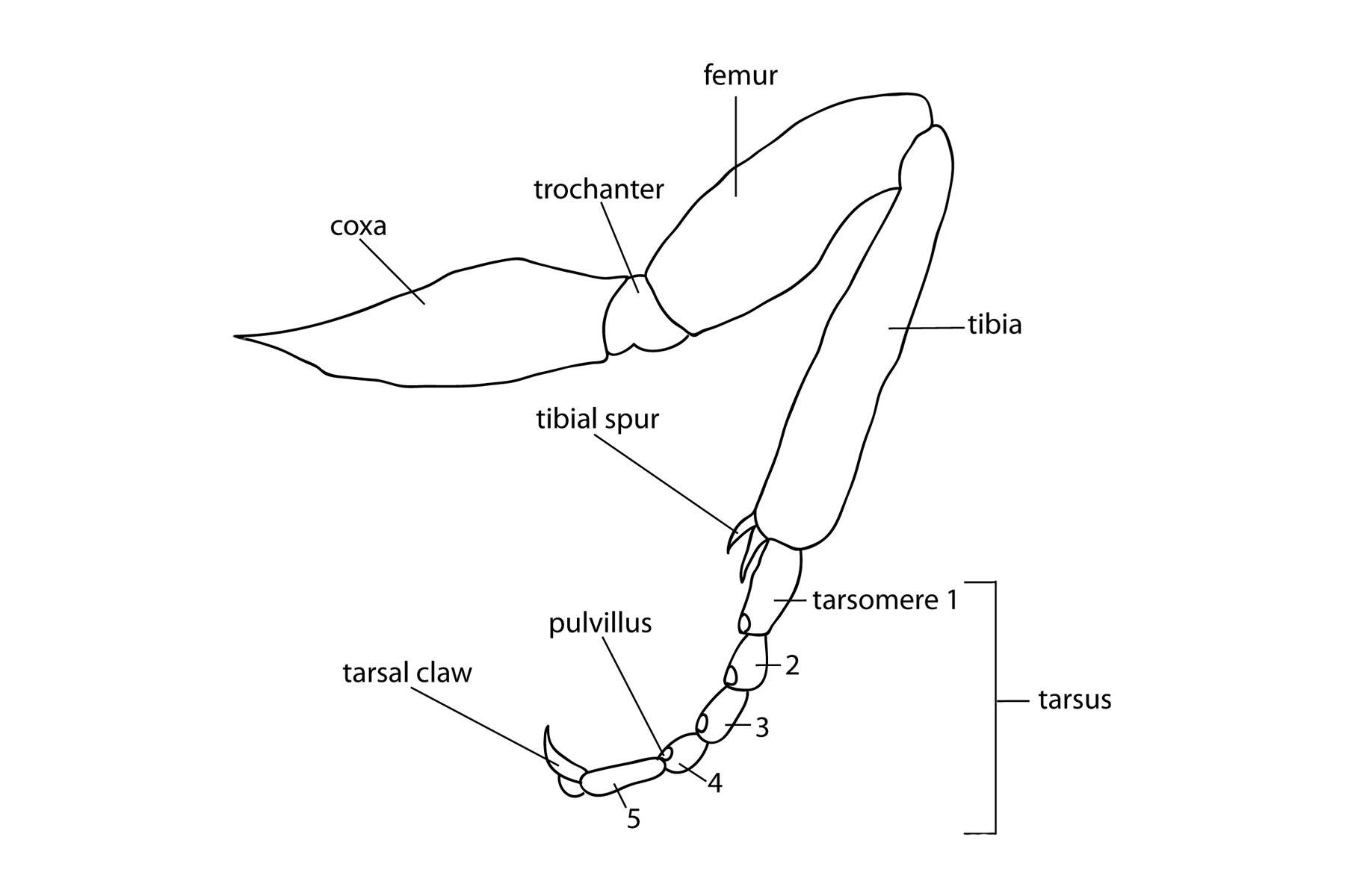 larval characters illustration
