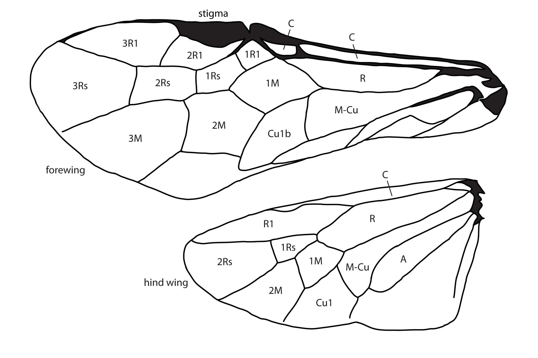 wing cells illustration