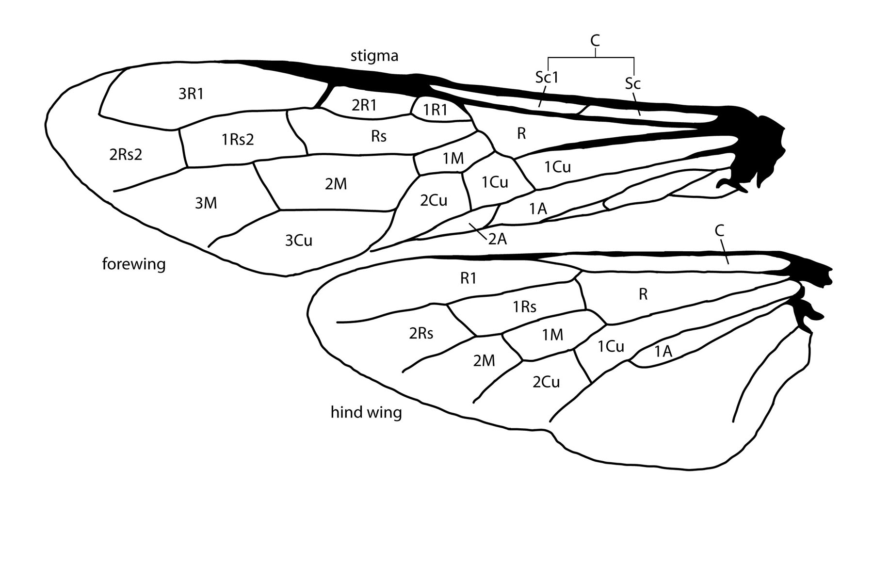 wing cells illustration