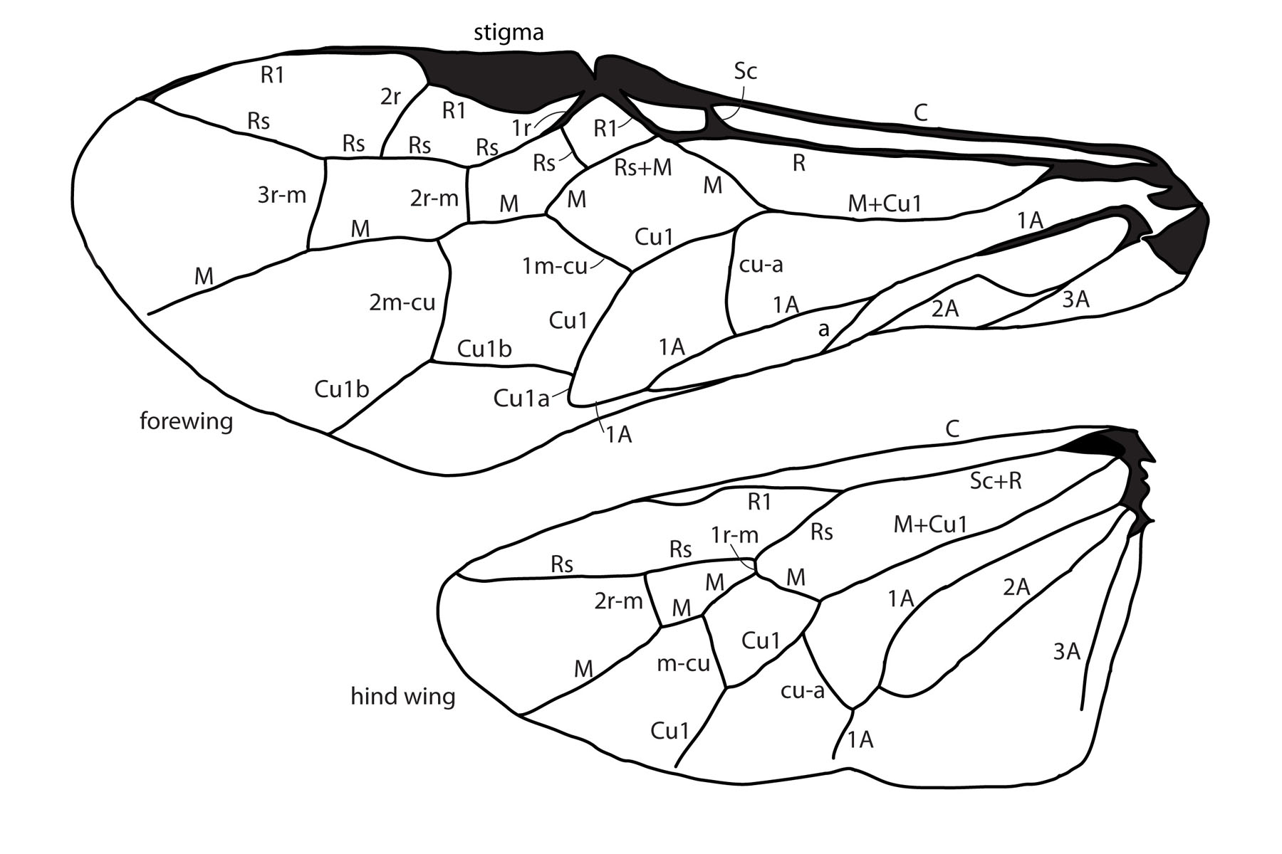 wing veins illustration