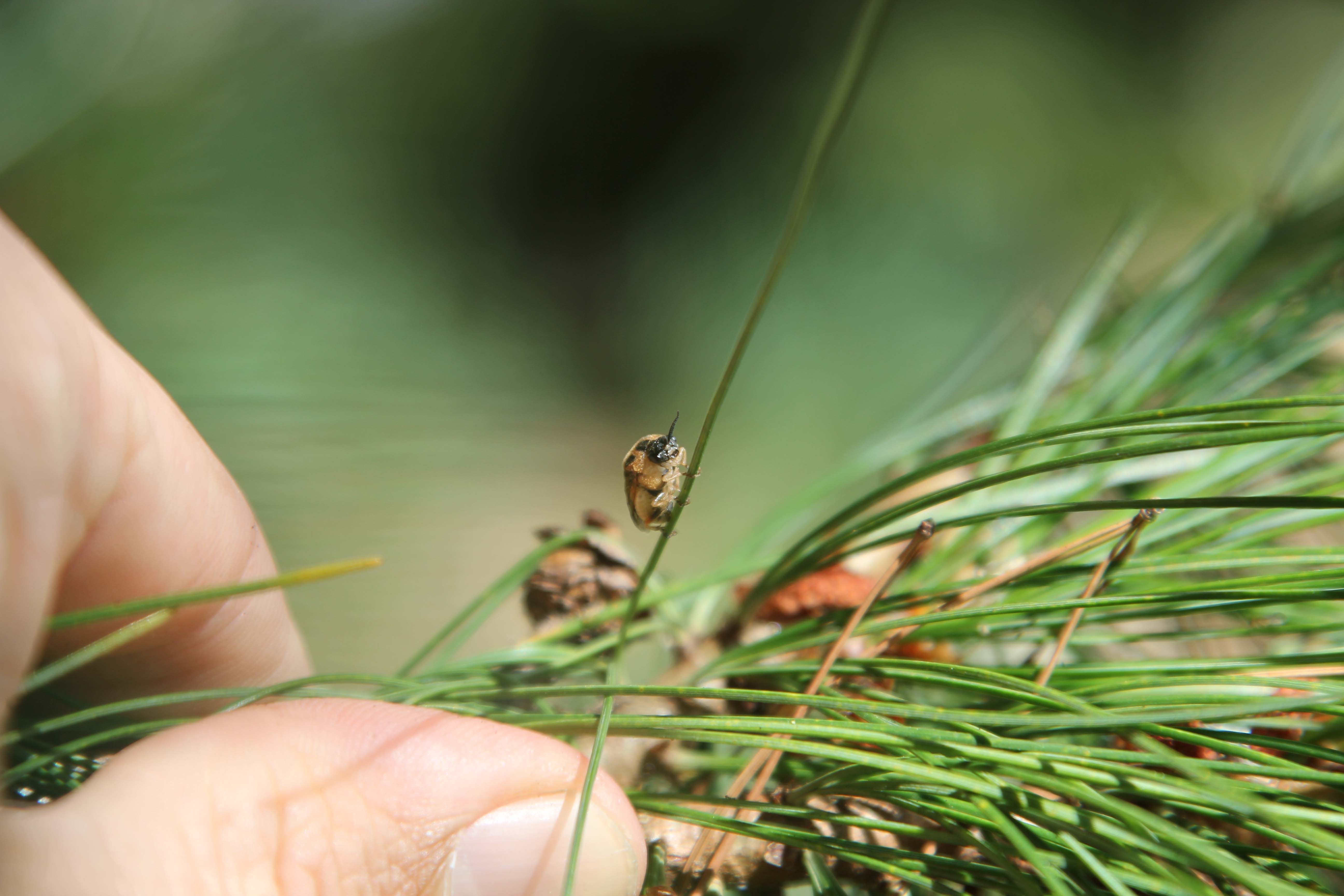 Adult female Diprion similis ovipositing eggs on a pine needle; photo: WSDA.