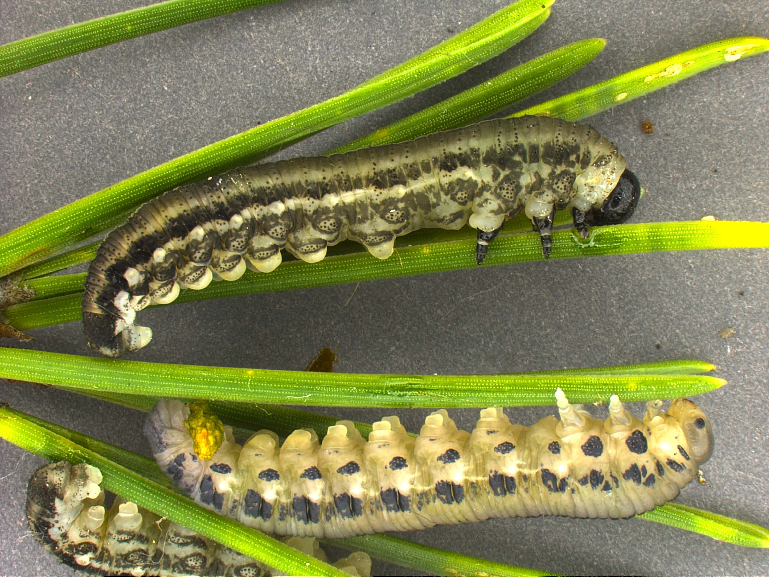 Neopdiprion larvae feeding gregariously; photo: WSDA.