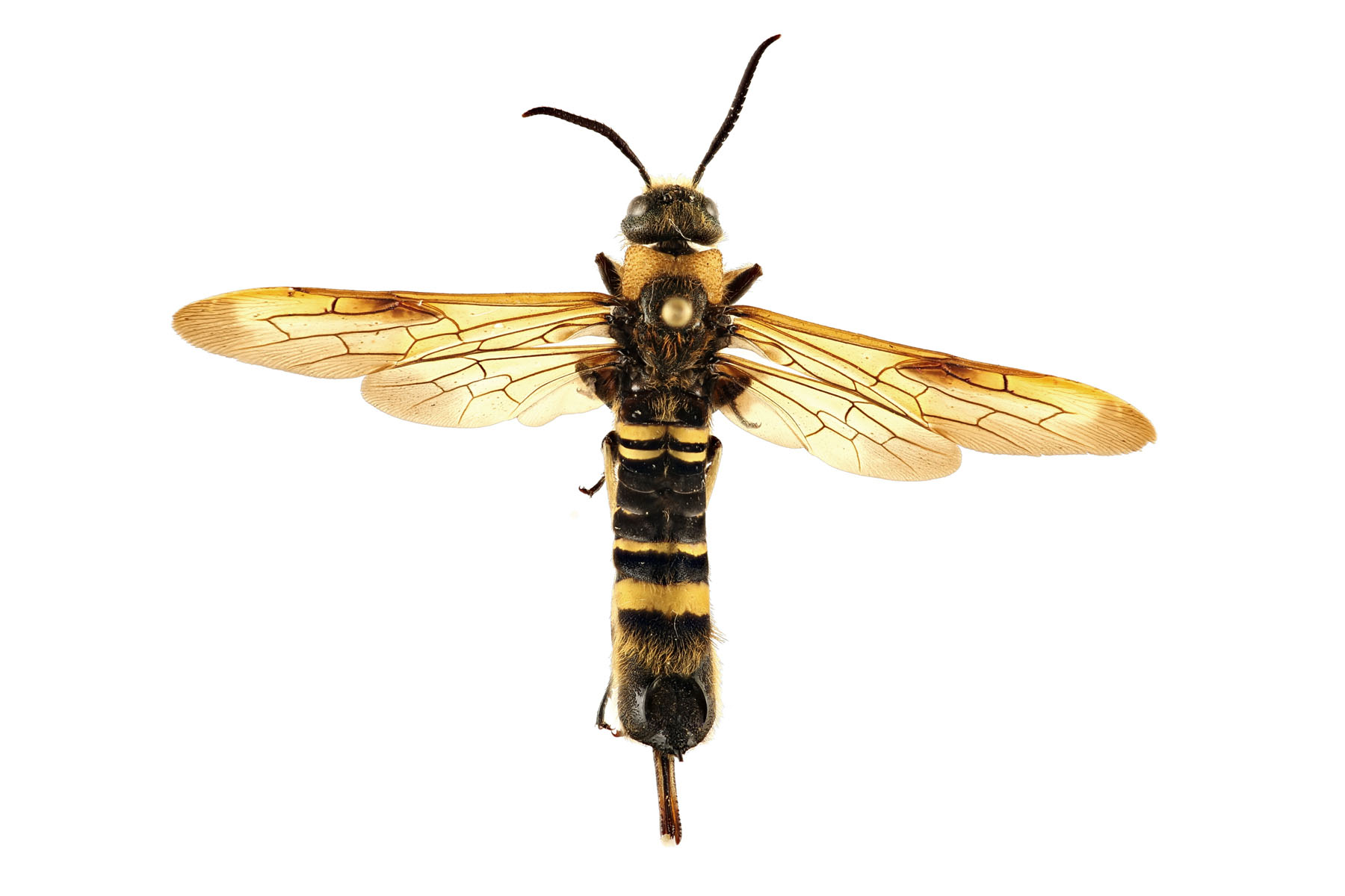 sawfly with a wide, non-constricted “waist” (Eriotremex formosanus); photo: Q. Baine, WSDA
