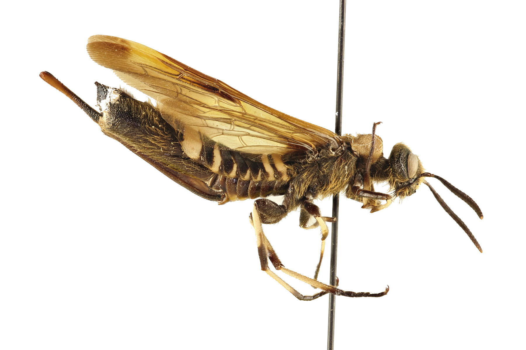 Siricidae are medium to large with long, cylindrical bodies and distinctly elongated ovipositors. The pronotum is pronounced. Siricidae can be metallic blue in color on all or parts of the body. Eriotremex formosanus, photo: Q. Baine, WSDA