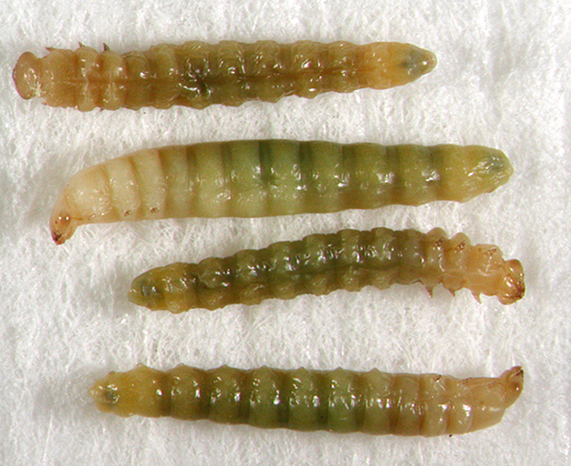 leaf-mining sawfly larvae with reduced legs and head capsules; photo: WSDA