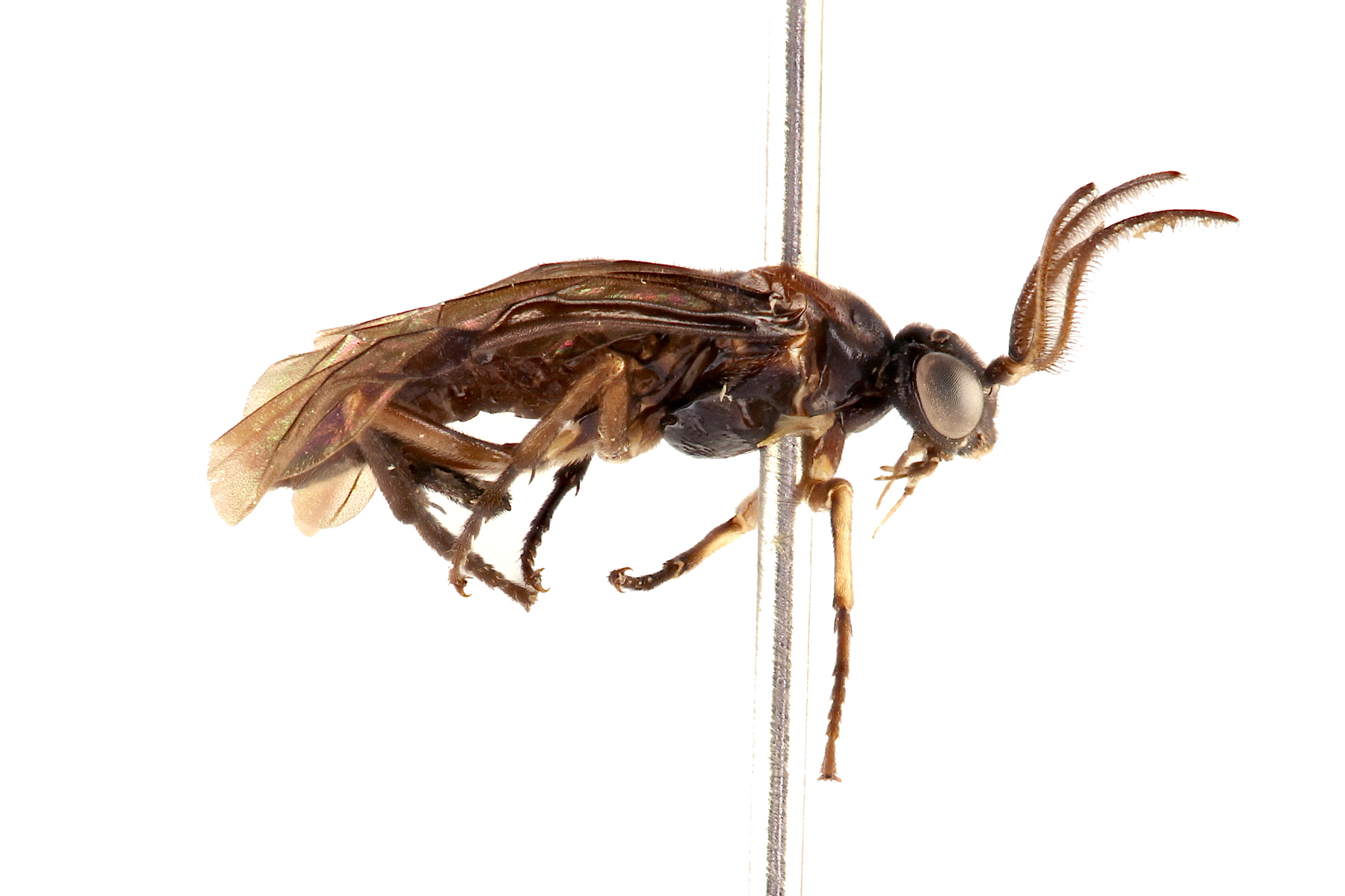 Argidae are small to medium in size and often have red/orange markings. They have distinctive antennae; both sexes only have a single elongated flagellomere, and in some males (subfamily Sterictiphorinae) this segment is forked so it appears as though 2 pairs of antennae are present. Eriglenum crudum, photo: Q. Baine, WSDA
