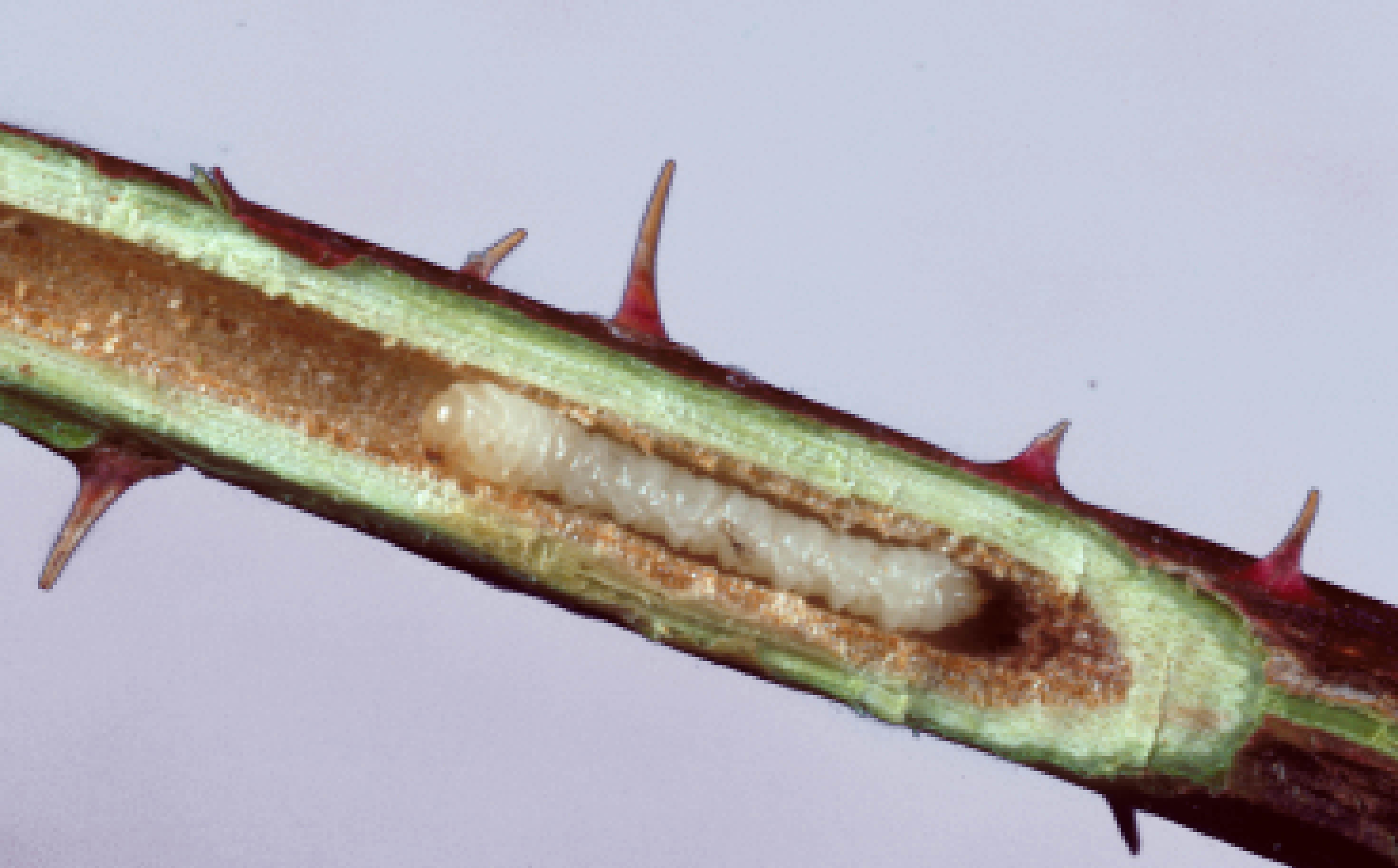 stem sawfly larvae feeding on the vascular tissue of a rose stem (Phylloecus trimaculatus); photo: James Solomon, USDA Forest Service