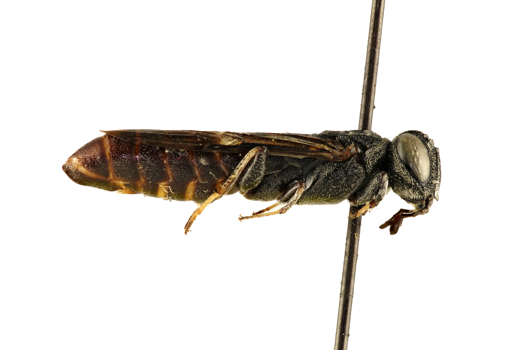 Orussidae are possibly the most morphologically unique sawfly family. They have long, cylindrical bodies and are mostly black in color. The antennae are located extremely low on the face, near the mouthparts. Kulcania mexicanus, photo: Q. Baine, WSDA
