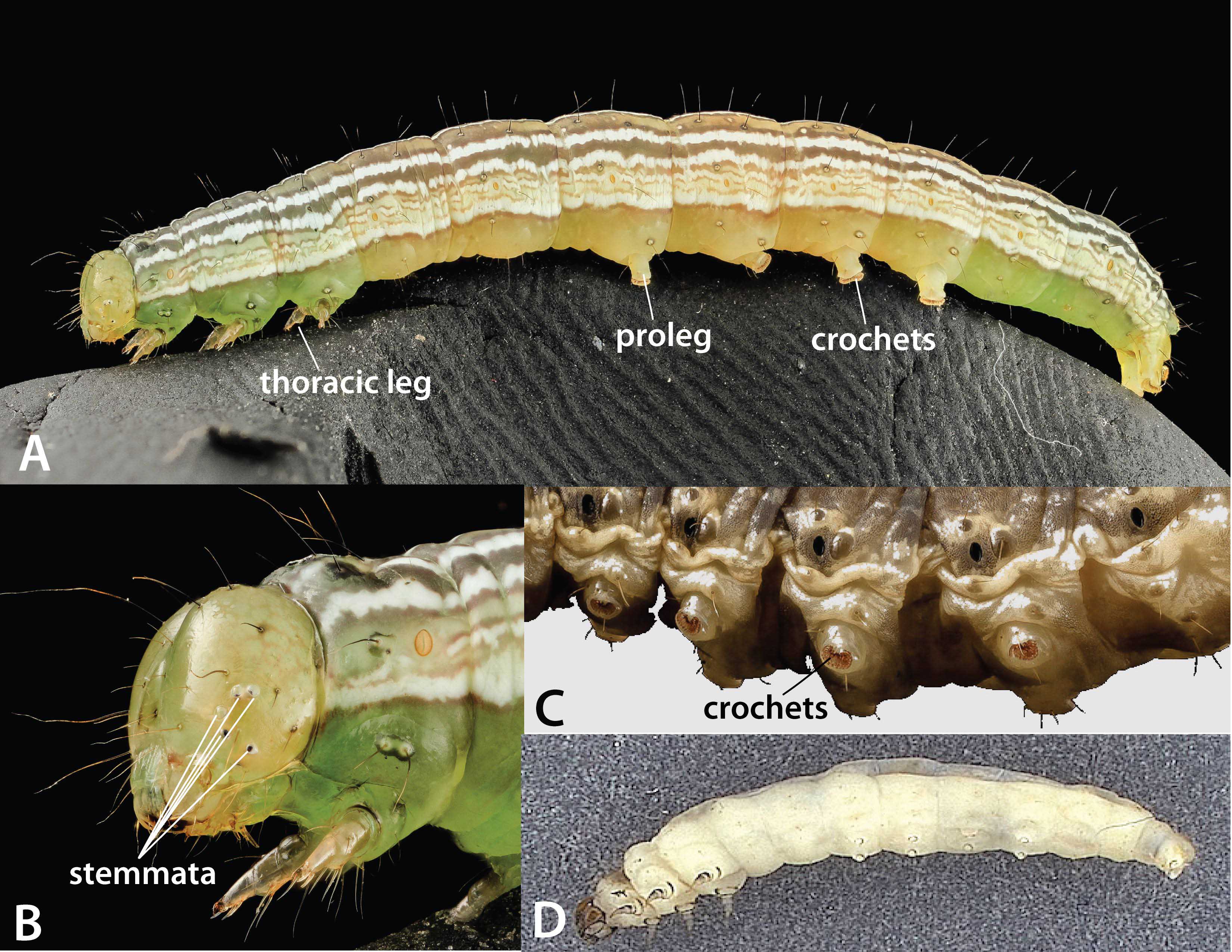 lepidopteran caterpillars: a) classic larval morphology (Anticarsia gemmatalis), b) several pairs of stemmata on head (Anticarsia gemmatalis), c) prolegs with crochets (Agrotis ipsilon), d) caterpillar with difficult-to-count prolegs (Argyresthia pruniella); photos a-c: USGS Bee Inventory and Monitoring Lab, d: WSDA