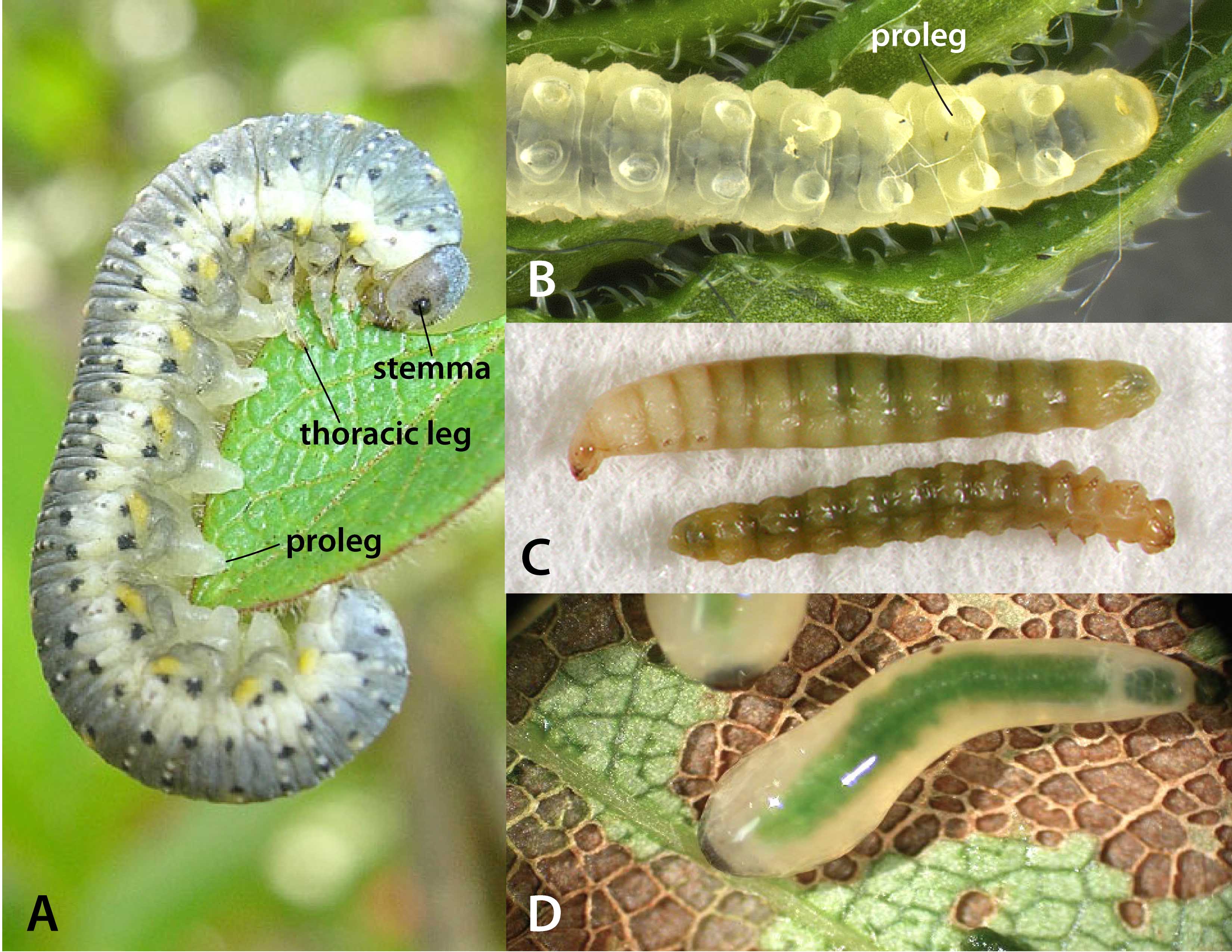 sawfly larvae: a) classic larval morphology (Abia americana), b) prolegs lacking crochets (Halidamia affinis), c) leaf-mining larvae with difficult-to-count prolegs (Fenusa ulmi), d) “slug” sawfly larvae (Caliroa cerasi); photos by WSDA