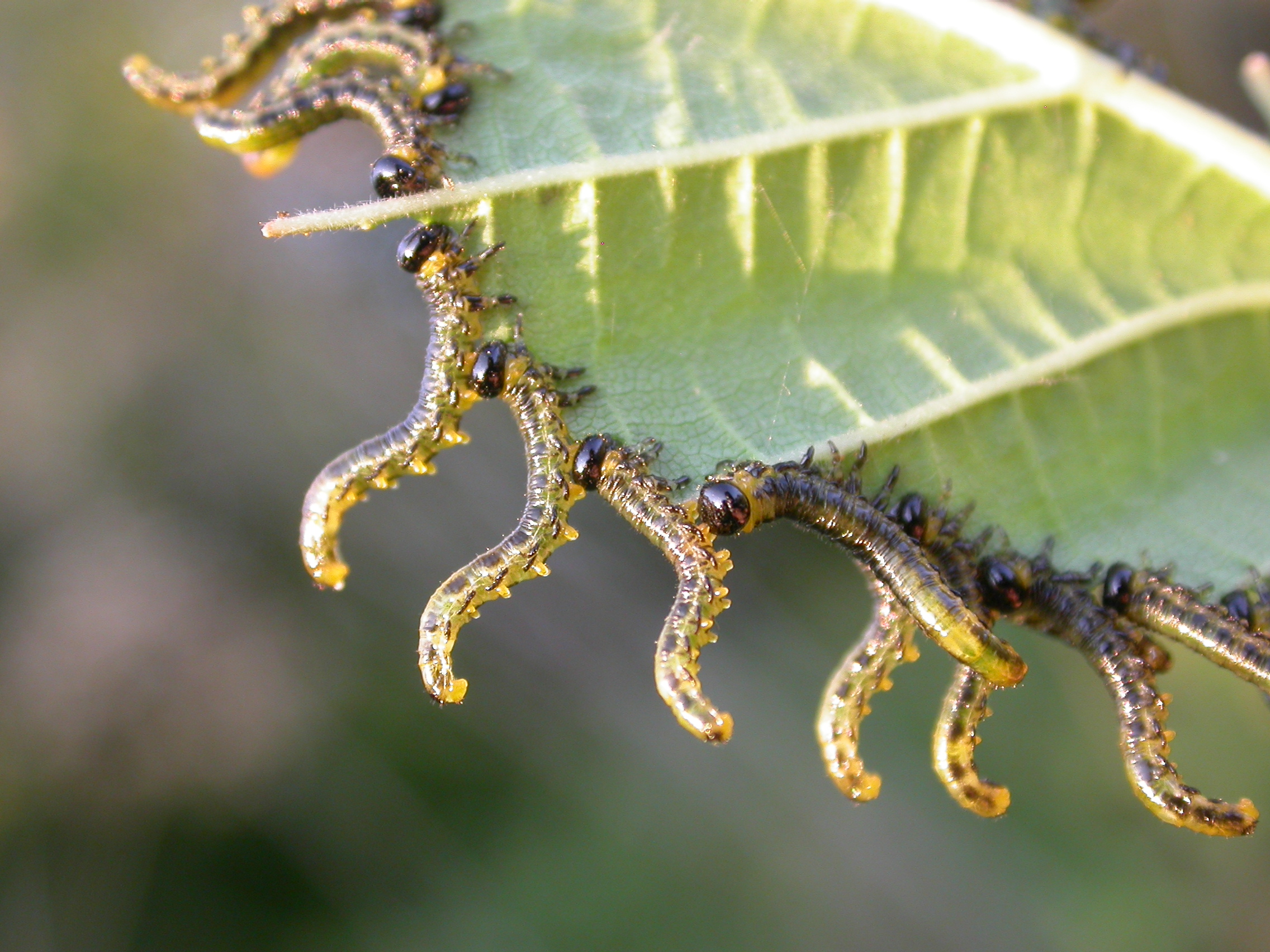 external feeding sawfly larvae in the characteristic “S” body shape, often a defensive position; photo: Gilles San Martin, Wikimedia
