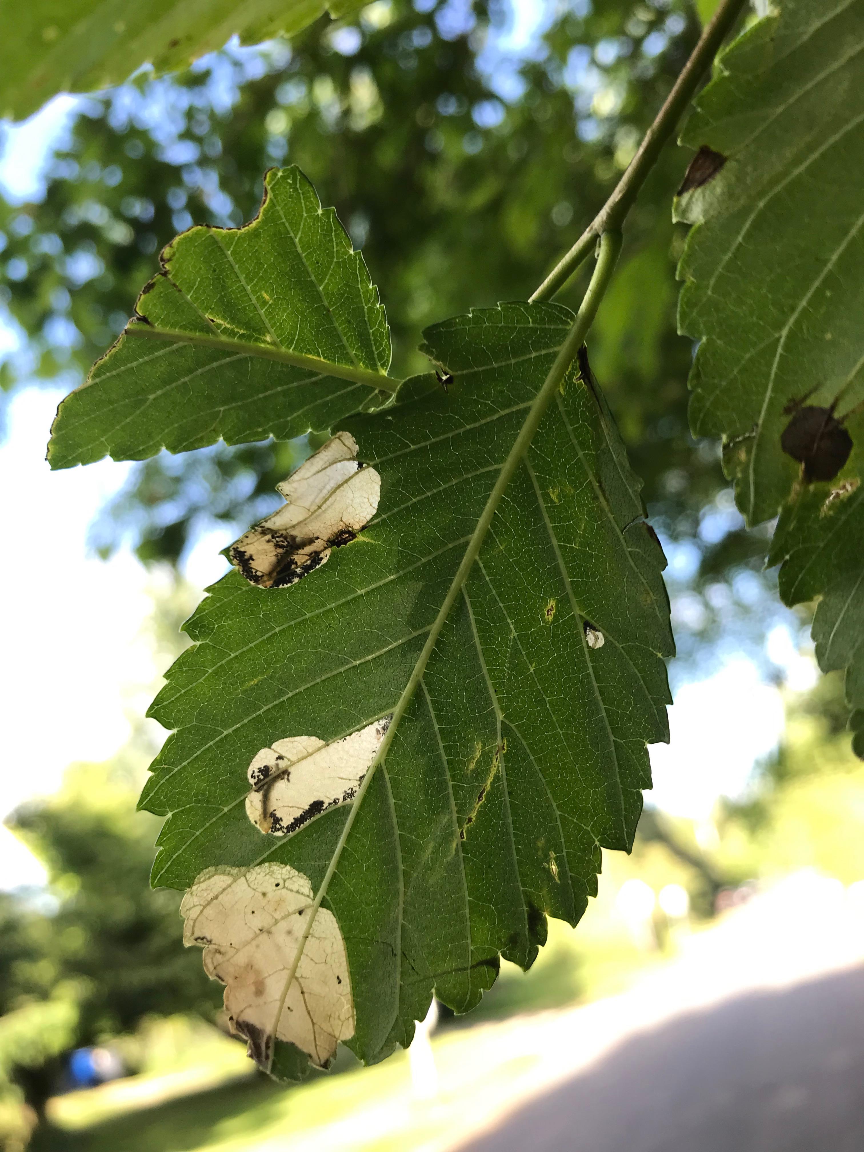 leaf-mining sawfly larvae feeding on the parenchyma of the leaf, internally; photo: C. Looney