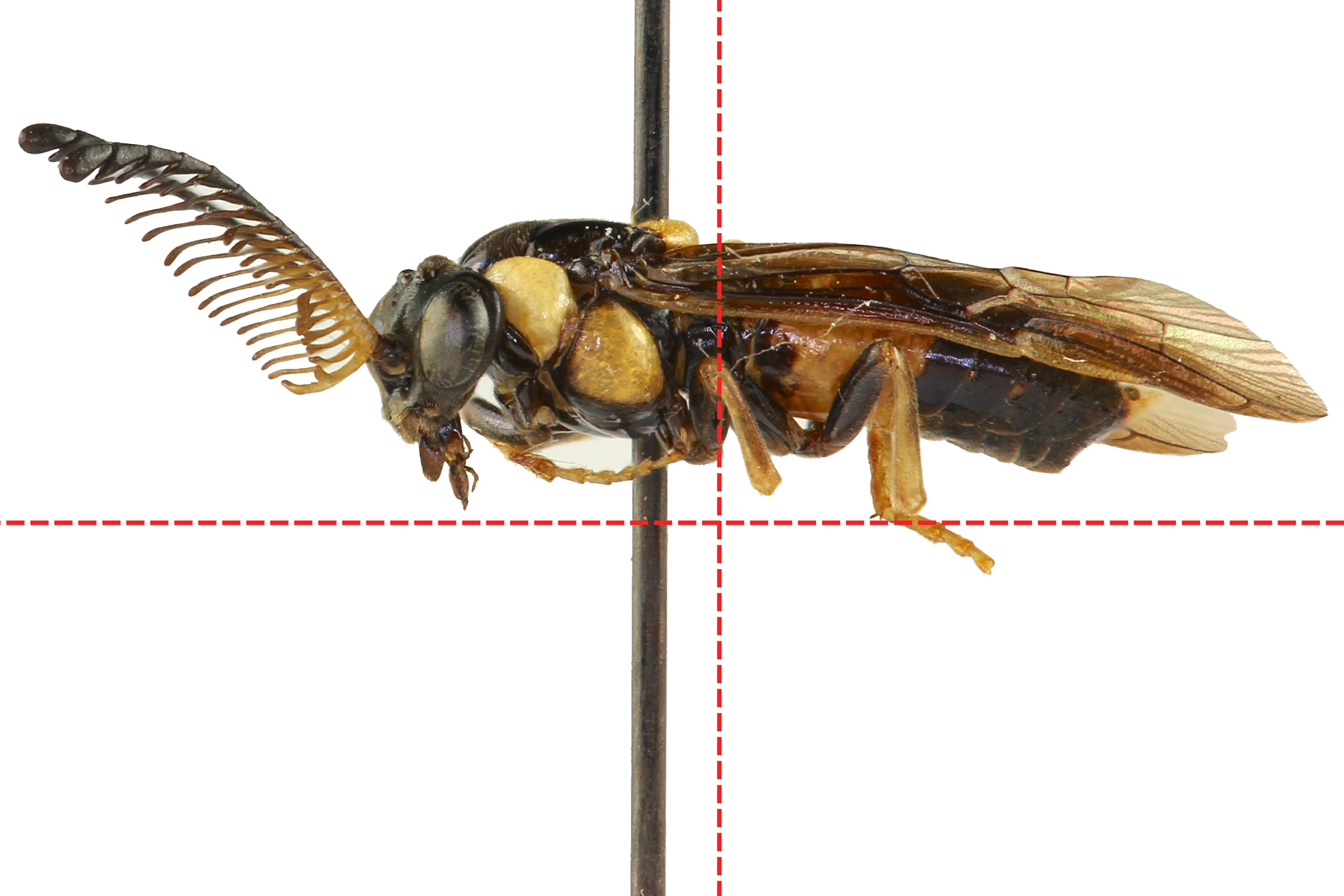 correct alignment for pinned specimens