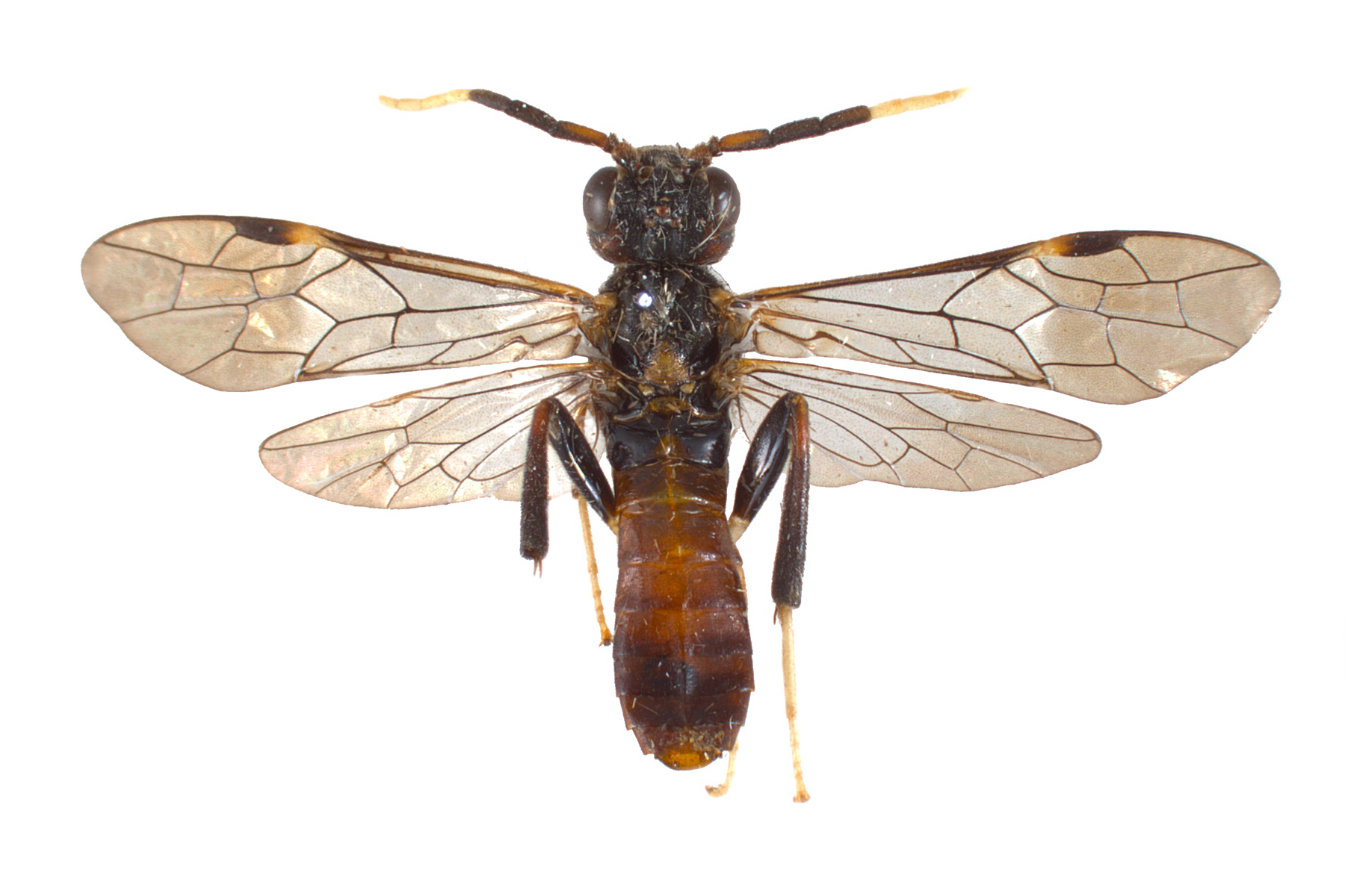 correct pin insertion location for specimens