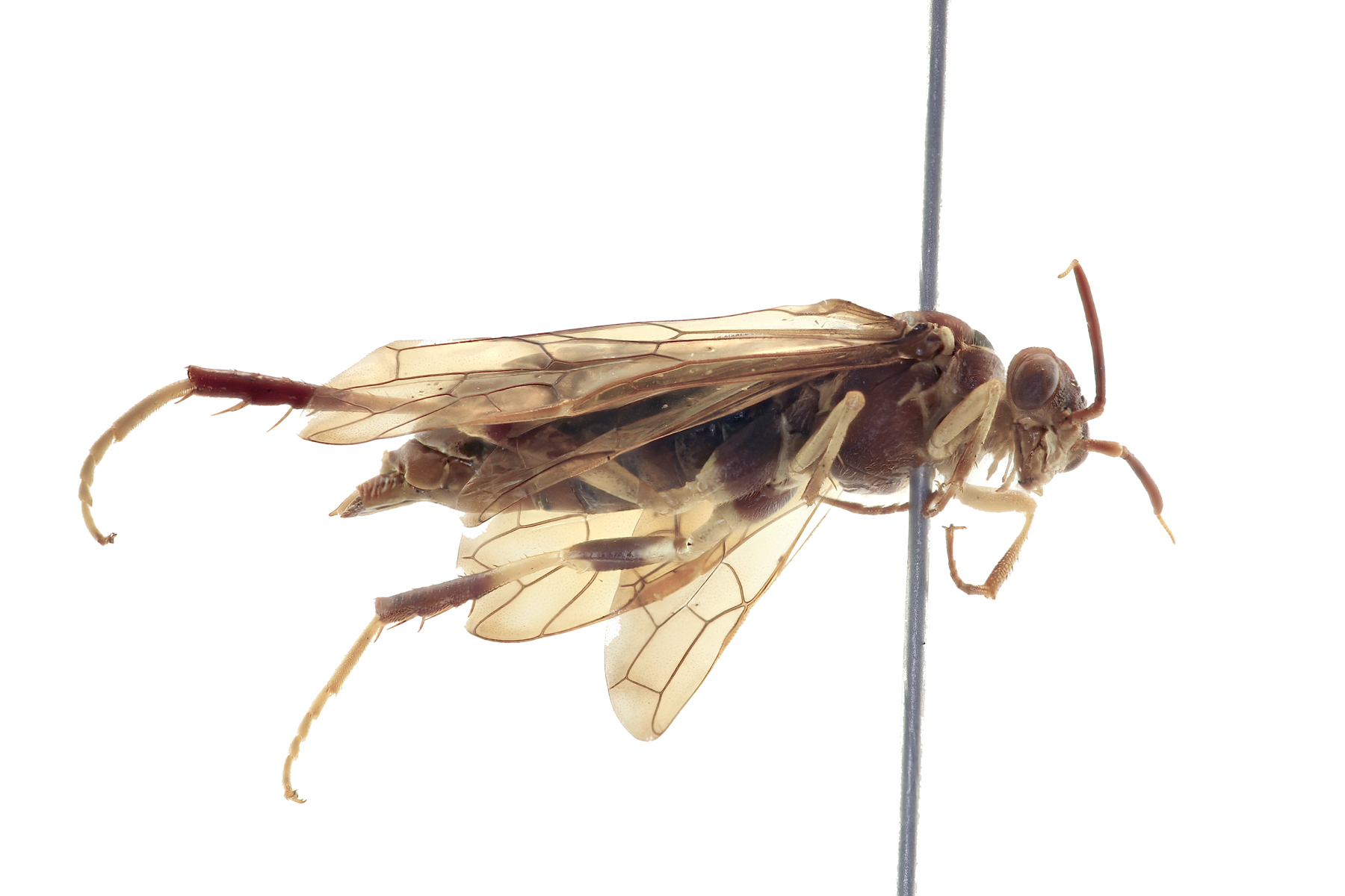 Xyelidae are small to medium sized, often with noticeably long legs. The distinctive antennae have an elongated third segment with the remaining segments thin, thread-like. Megaxyela major, photo: J. Orr, WSDA