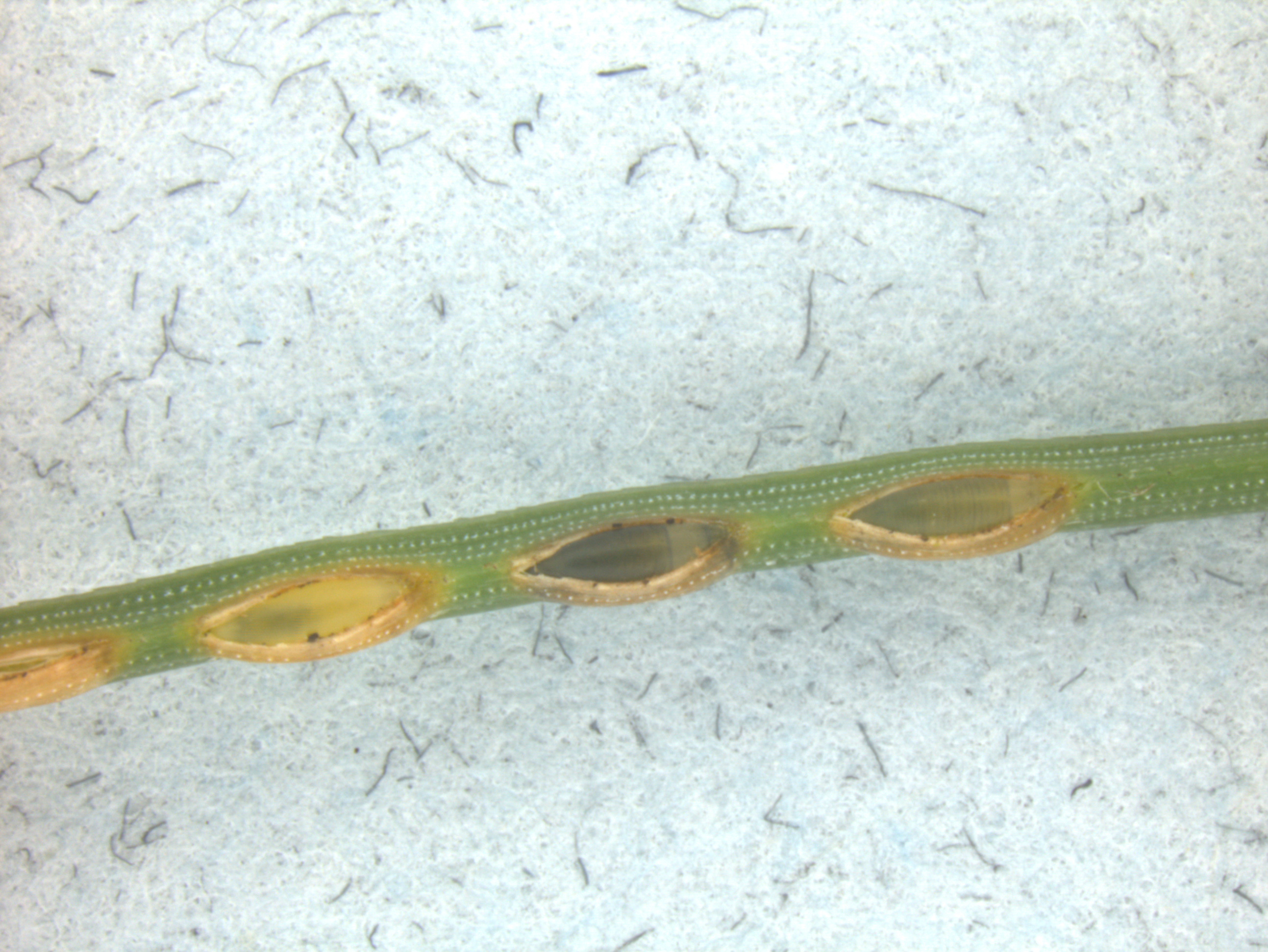 Neodiprion eggs laid in a row along a pine needle; photo: WSDA.
