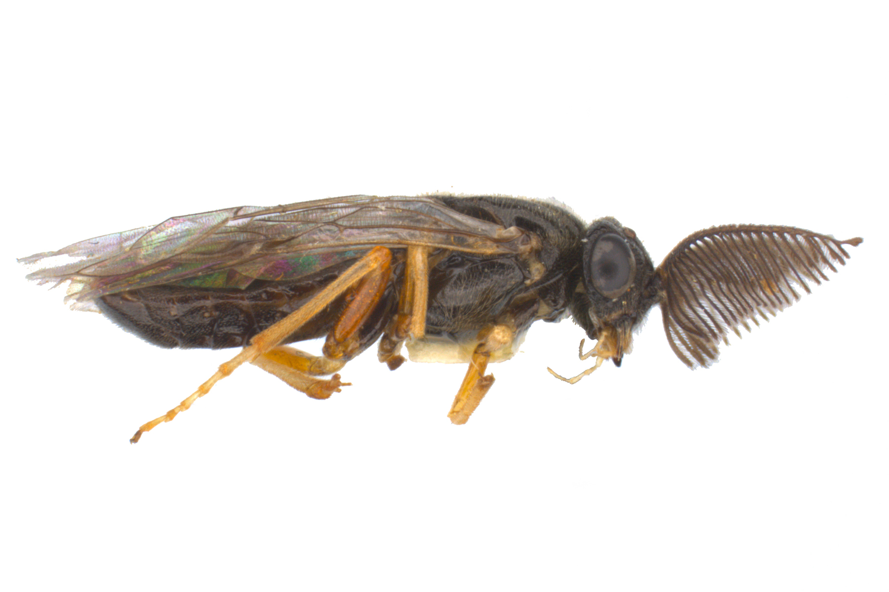 Diprionidae are small to medium in size and relatively stout. The antennae are serrate in females and distinctively comb-like in males. Neodiprion fulviceps, photo: WSDA