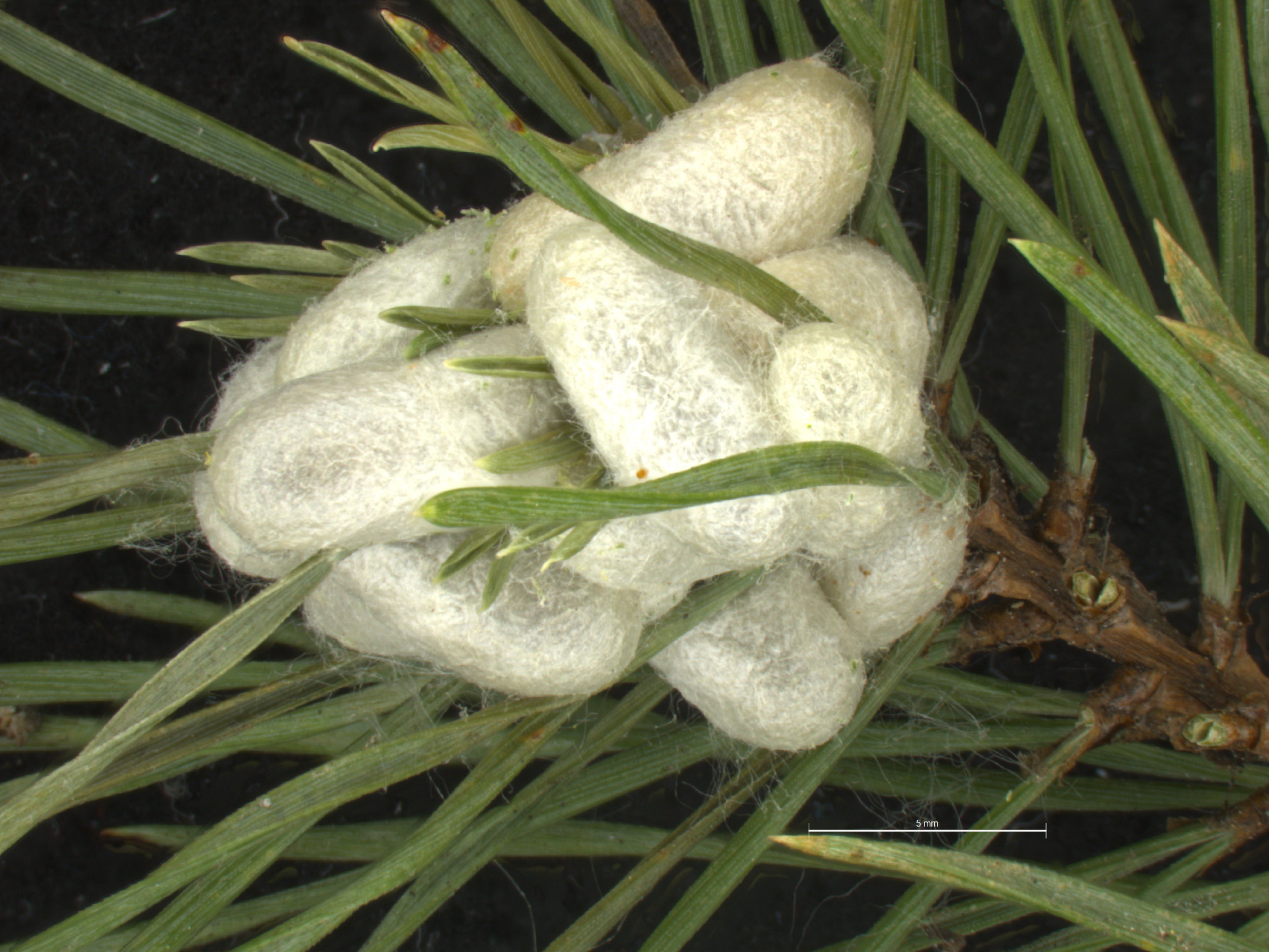 diprionid cocoons (Neodiprion sertifer); photo: WSDA