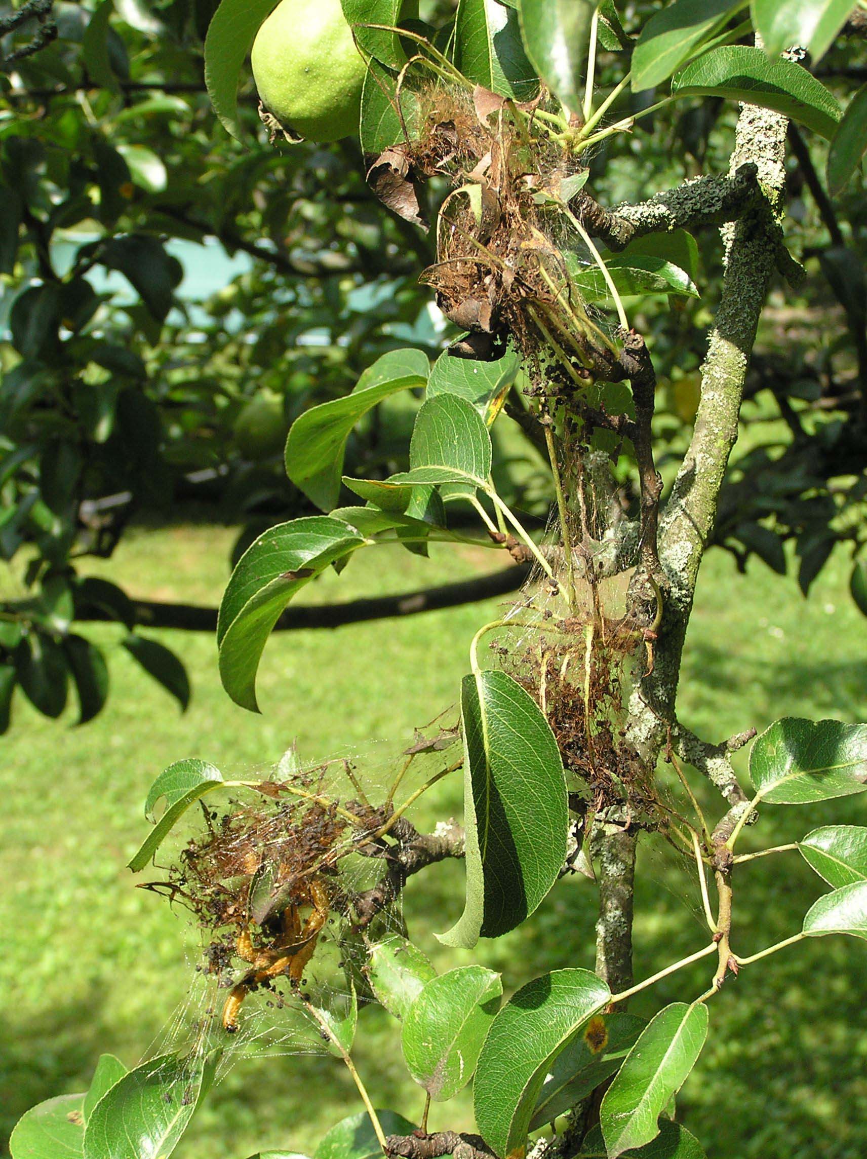 web-spinning sawfly larvae feeding among webs of silk, leaf matter, and frass (Neurotoma flaviventris); photo: Rolf Gebhardt, Wikimedia