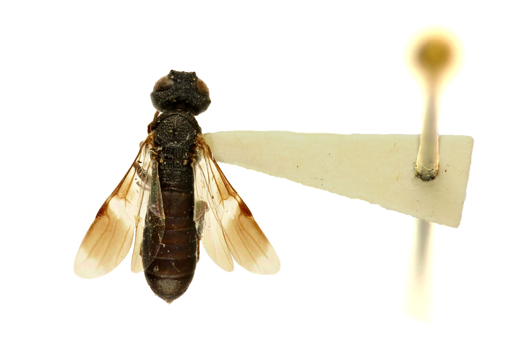 correctly aligned point-mounted specimen