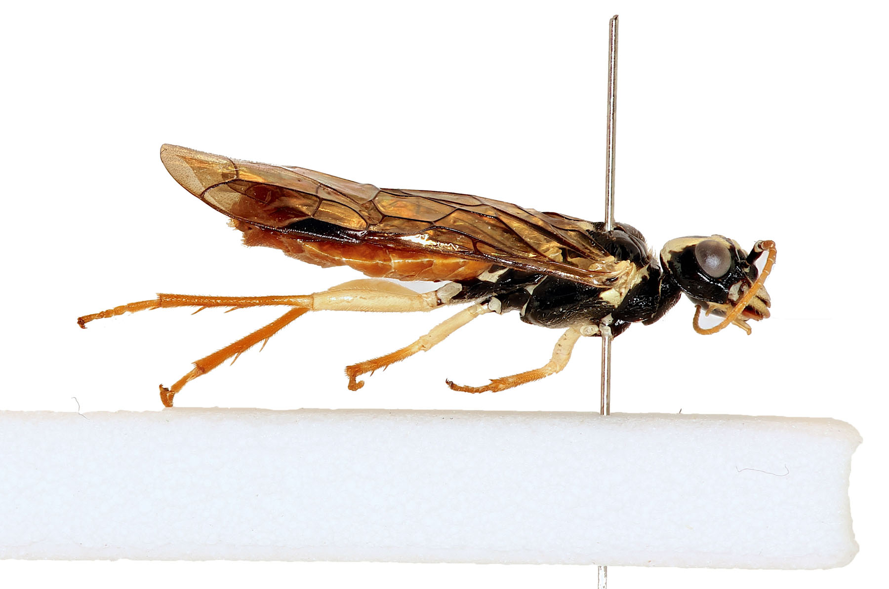 Pamphiliidae are small to medium-sized and have relatively large heads that appear quadrate when seen from above, often with yellow or orange markings. Onycholyda sitkensis, photo: J. Orr, WSDA