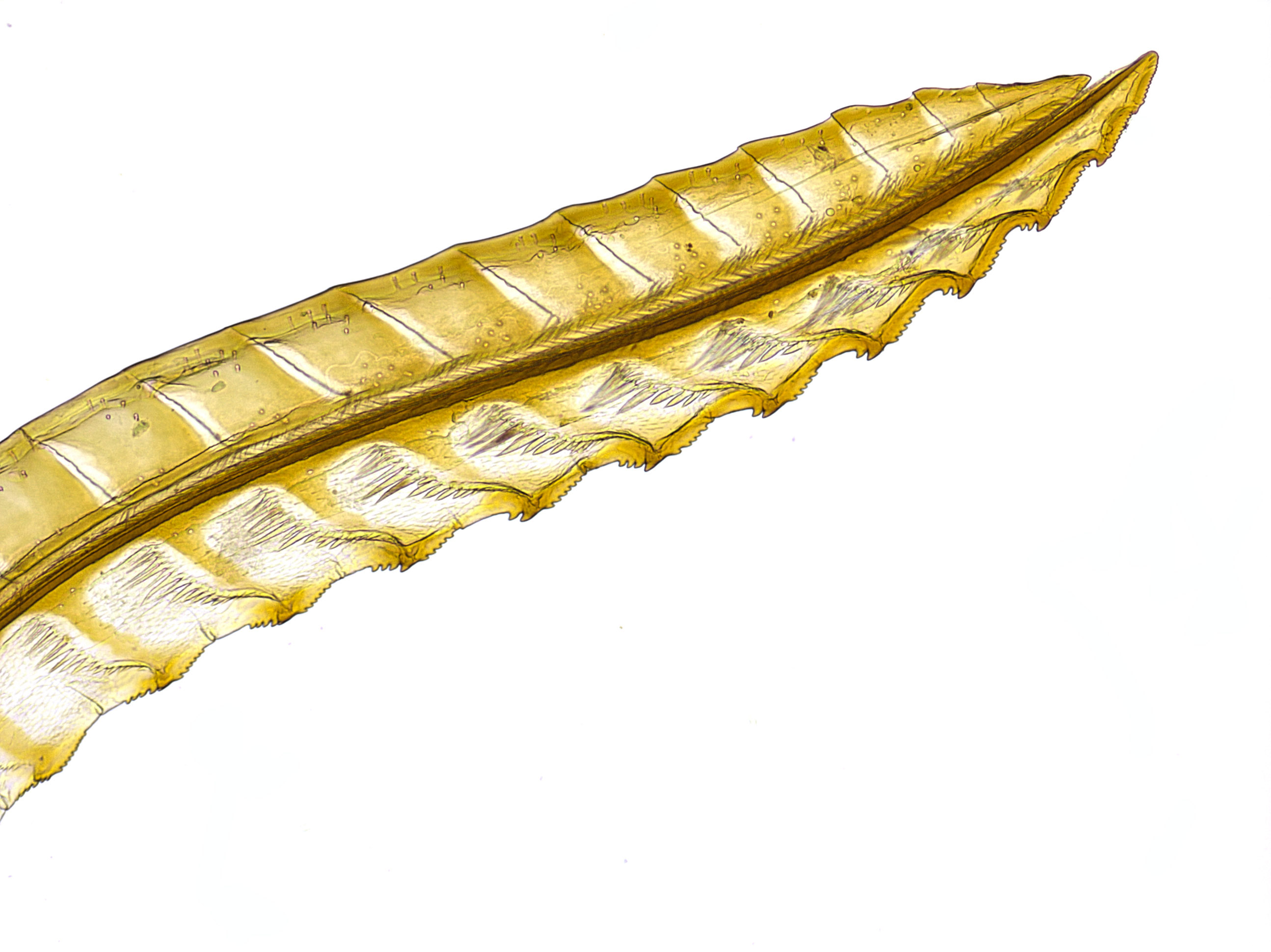 full ovipositor mounted separately to see the specific segments; photo: WSDA