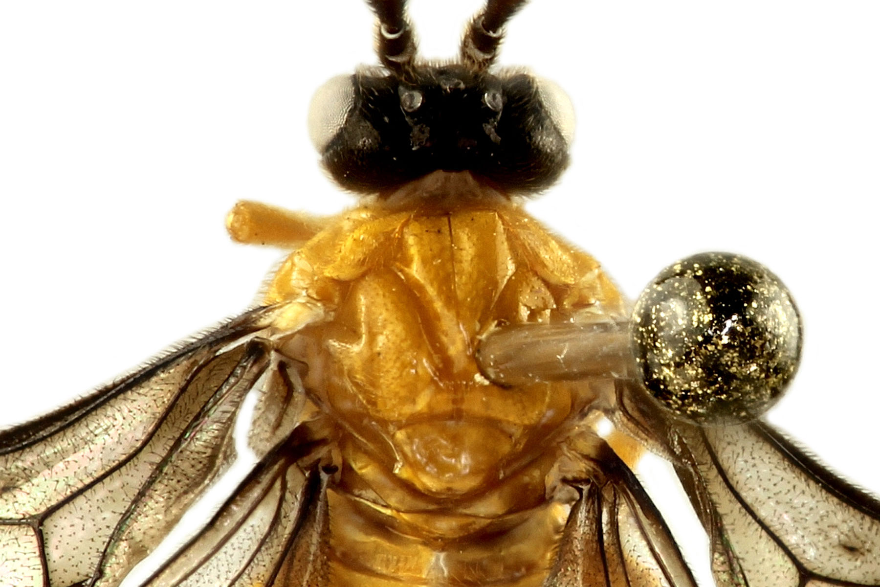 correct pin insertion location for specimens