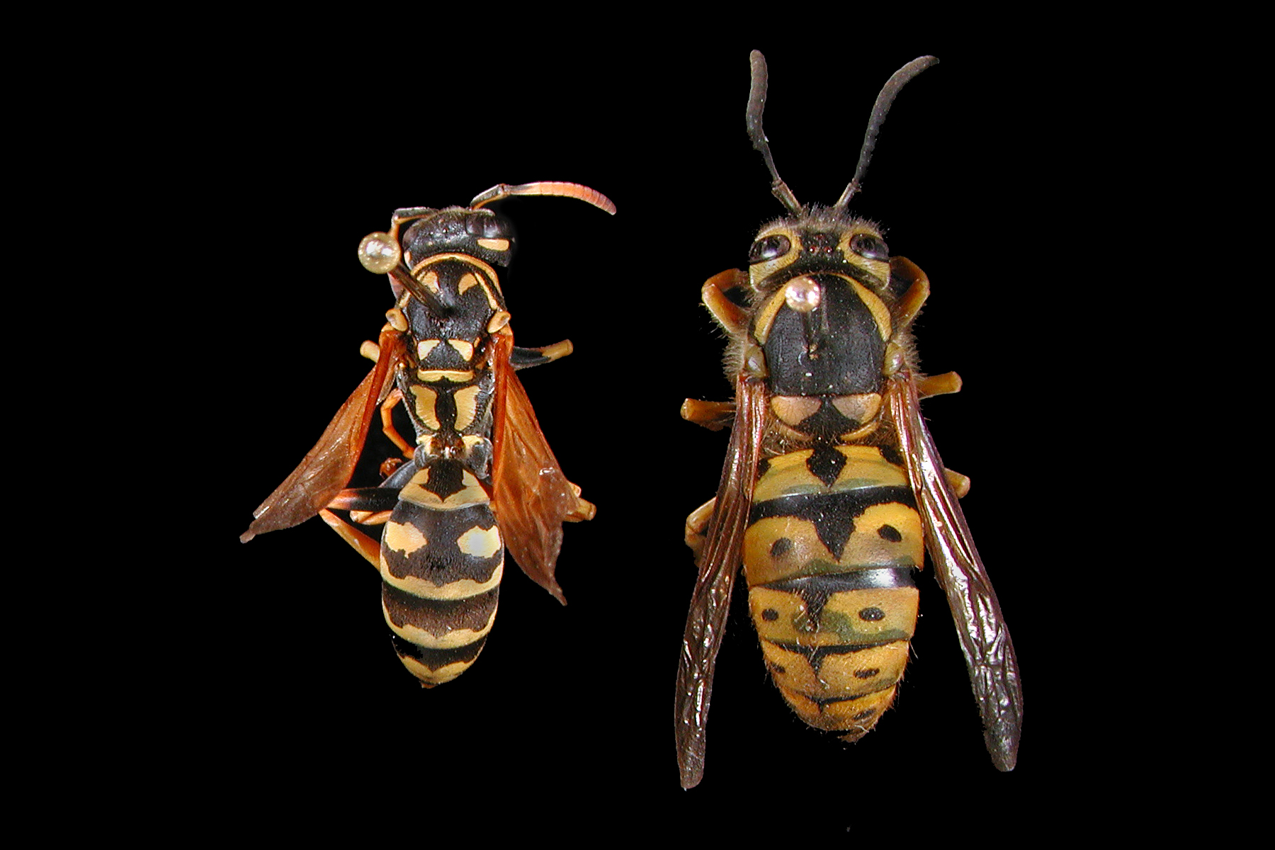 wasps with classically constricted “waists” (Polistes sp. and Vespula pensylvanica); photo: WSDA