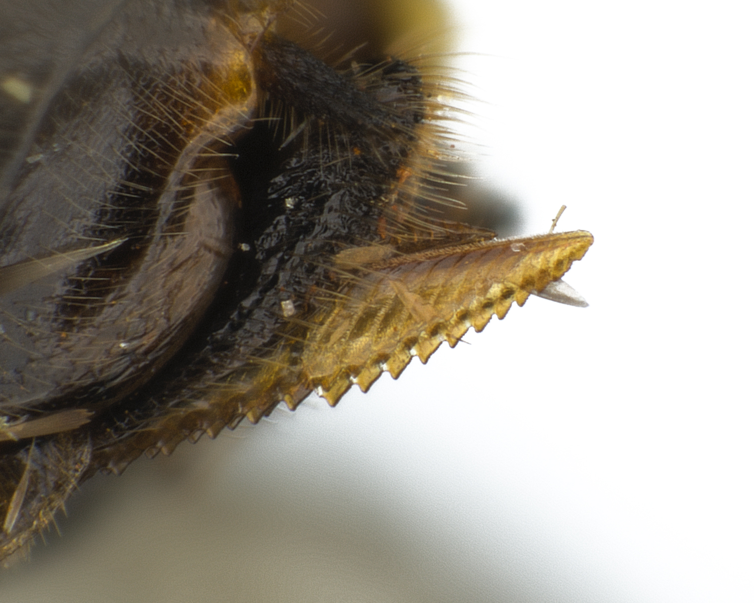 classically saw-like ovipositor (Pristiphora genticulata); photo: WSDA