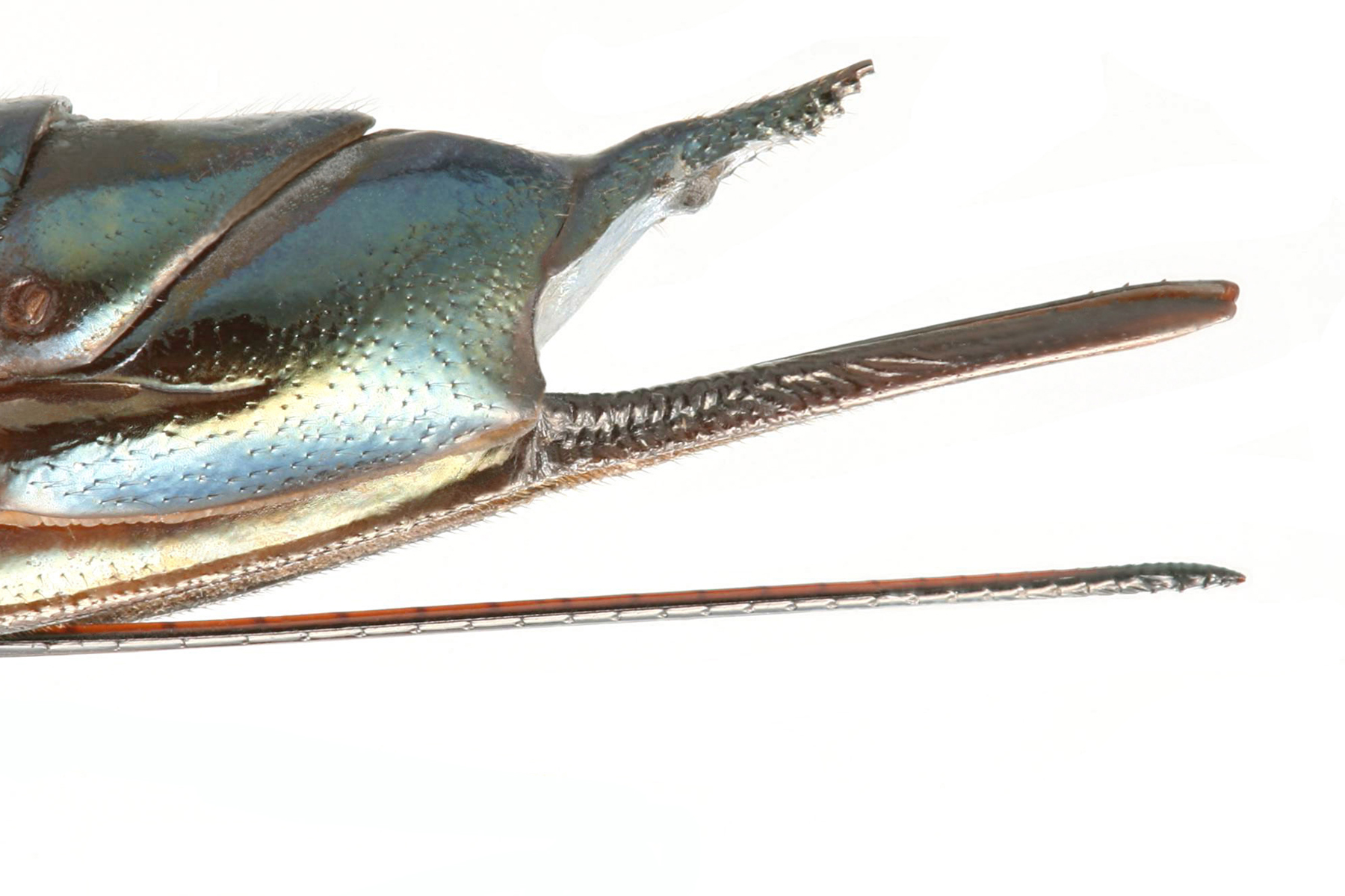 long, thin ovipositor used for drilling into wood (Sirex nitidus); photo: Henri Goulet