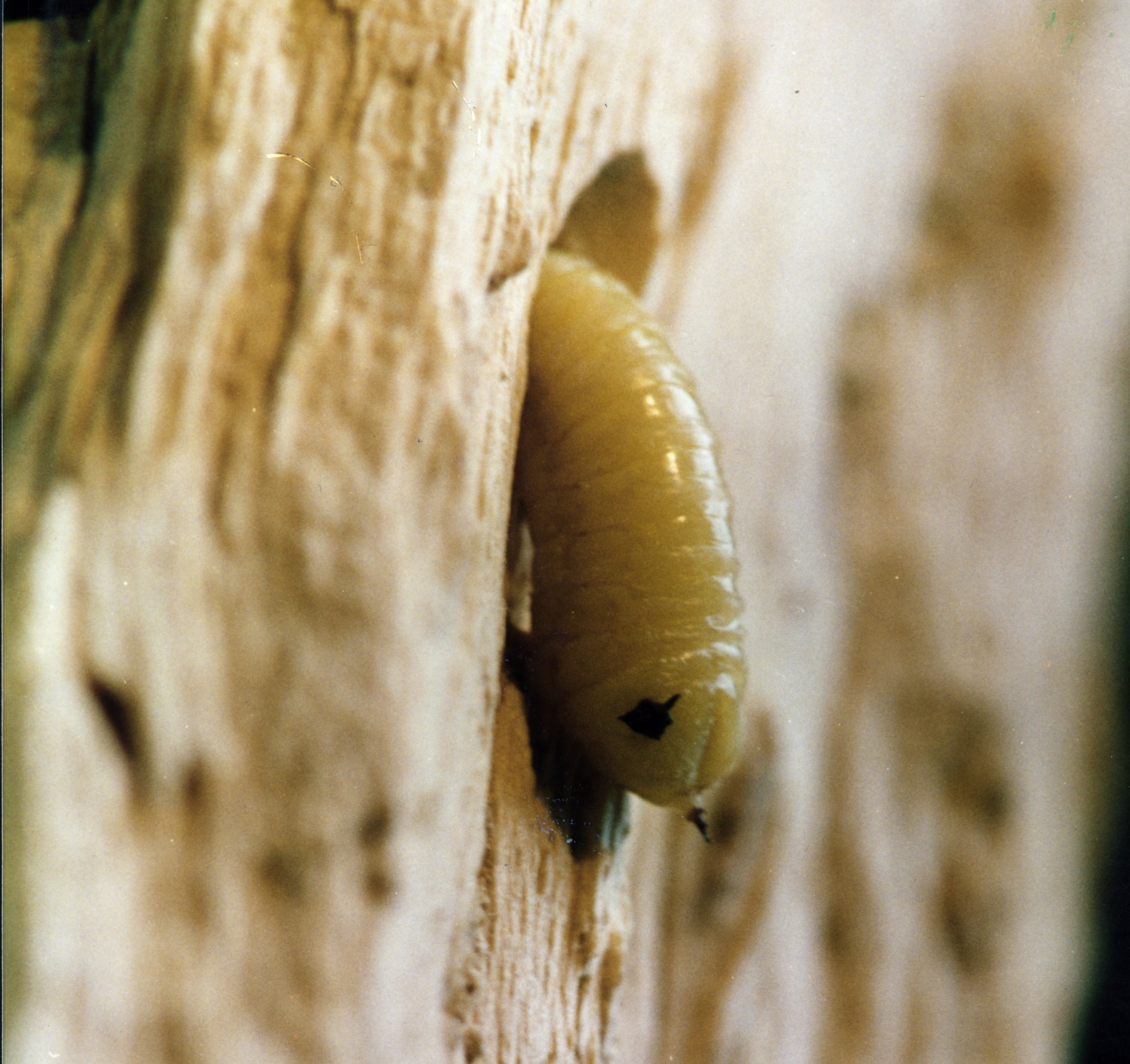 woodwasp larva with clear body segments but without clear head capsule and with a short horn at the apex (Sirex noctilio); photo: Paula Klasmer, Wikimedia Commons