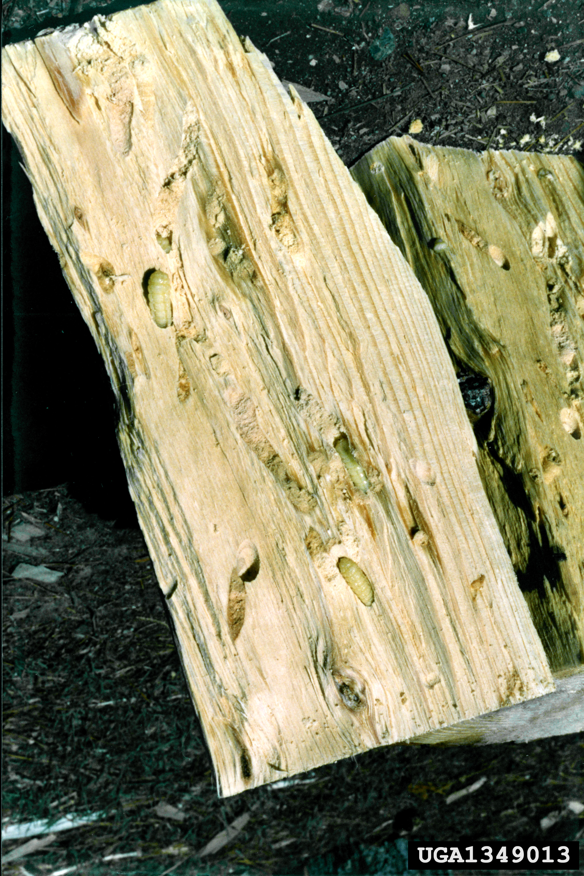 wood wasp larvae feeding on the interior of a log (Sirex noctilio); photo: Paula Klasmer, Wikimedia