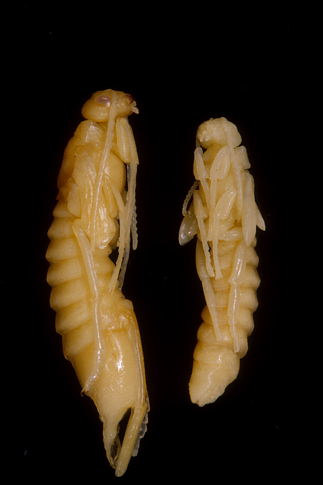 Sirex noctilio pupae; photo: CSIRO, Wikimedia