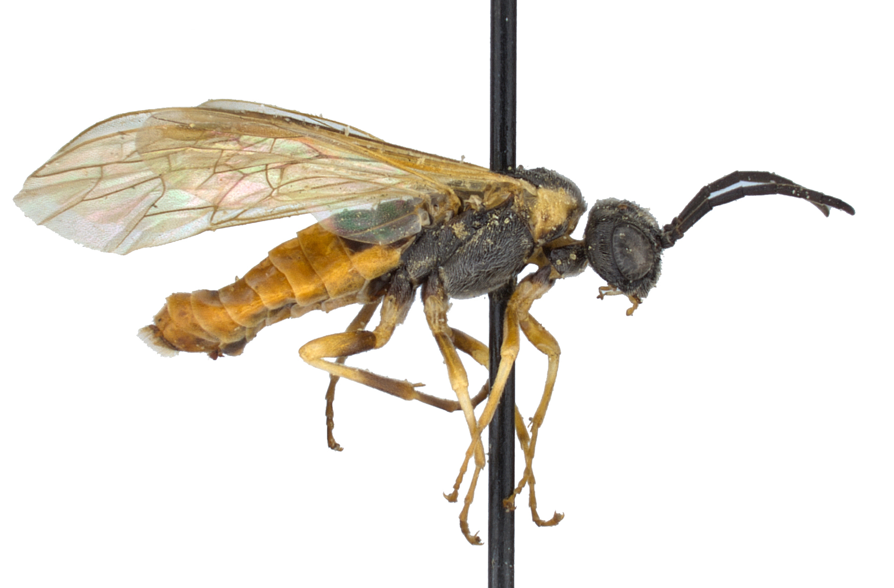 Tenthredinidae are extremely speciose, so there is high variation within the family. They are small to medium in size and have 7-12 antennal segments. Strongylogaster distans, photo: WSDA