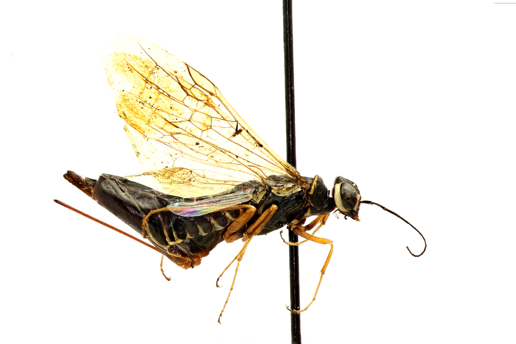 Anaxyelidae is represented by a single living species, which occurs in western North America. Syntexis libocedrii is slender and cylindrical with white markings surrounding the eyes and a long ovipositor; photo: Q. Baine, WSDA.