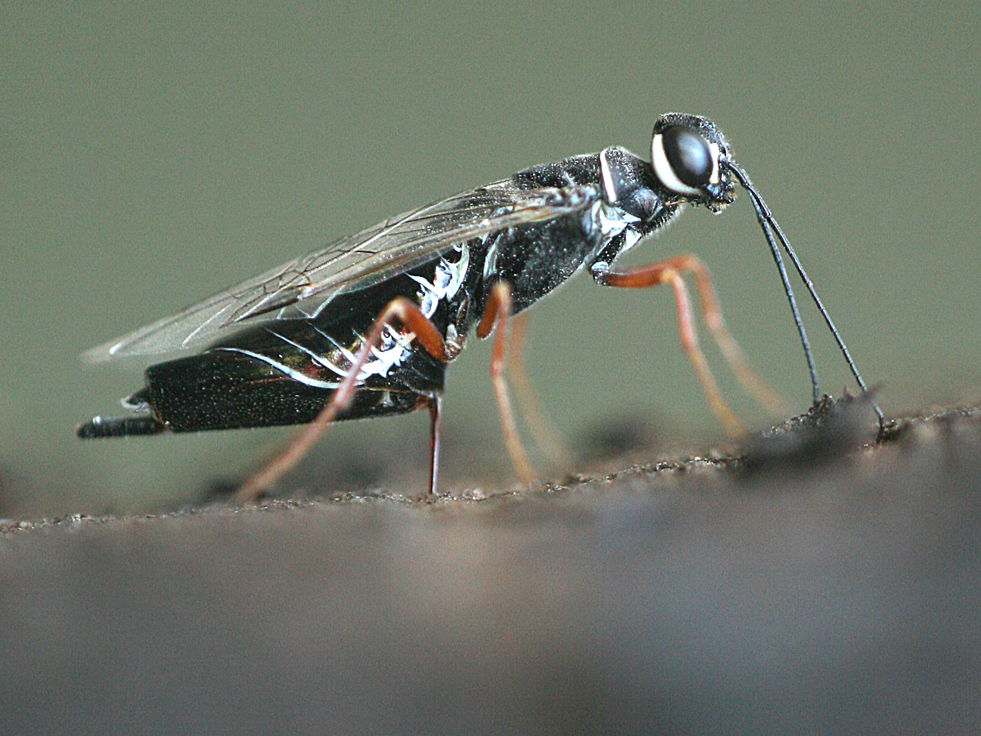 Syntexis libocedrii female ovipositing into wood; photo: Nathan Schiff, USDA Forest Service