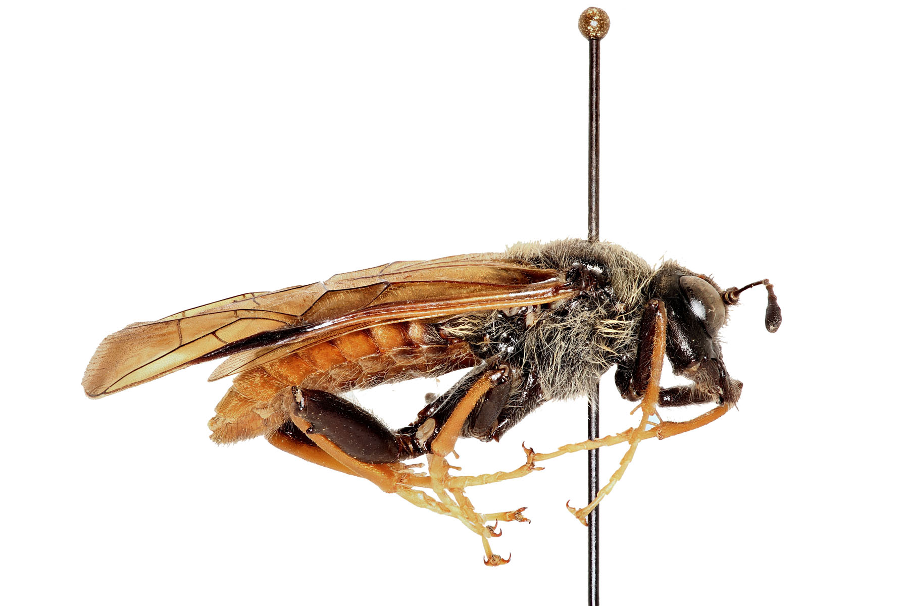 Cimbicidae are medium to large, robust, and haired. They have wide heads and large, obvious mandibles. The antennae are distinctly clavate. Trichiosoma triangulum, photo: J. Orr, WSDA