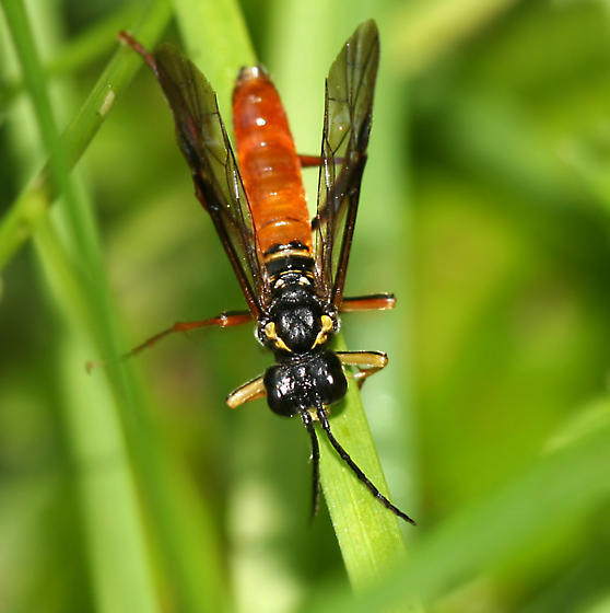 sawfly exhibiting aposematic coloration (Tenthredo sp.); photo: WSDA