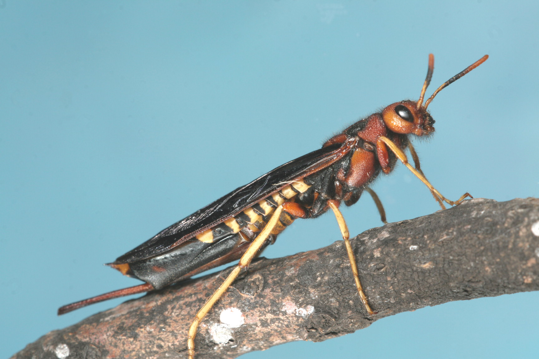 sawfly with a scary-looking “stinger” that is actually a non-venomous ovipositor (Tremex columba); photo: Nathan Schiff, USDA Forest Service
