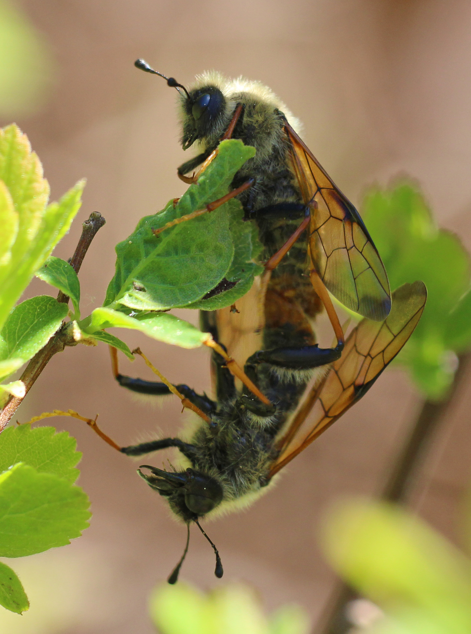 Trichiosoma triangulum pair mating; photo: Ron Lyons