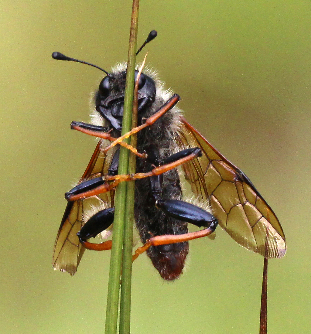 example of a sawfly with formidable jaws (Trichiosoma triangulum); photo: Ron Lyons