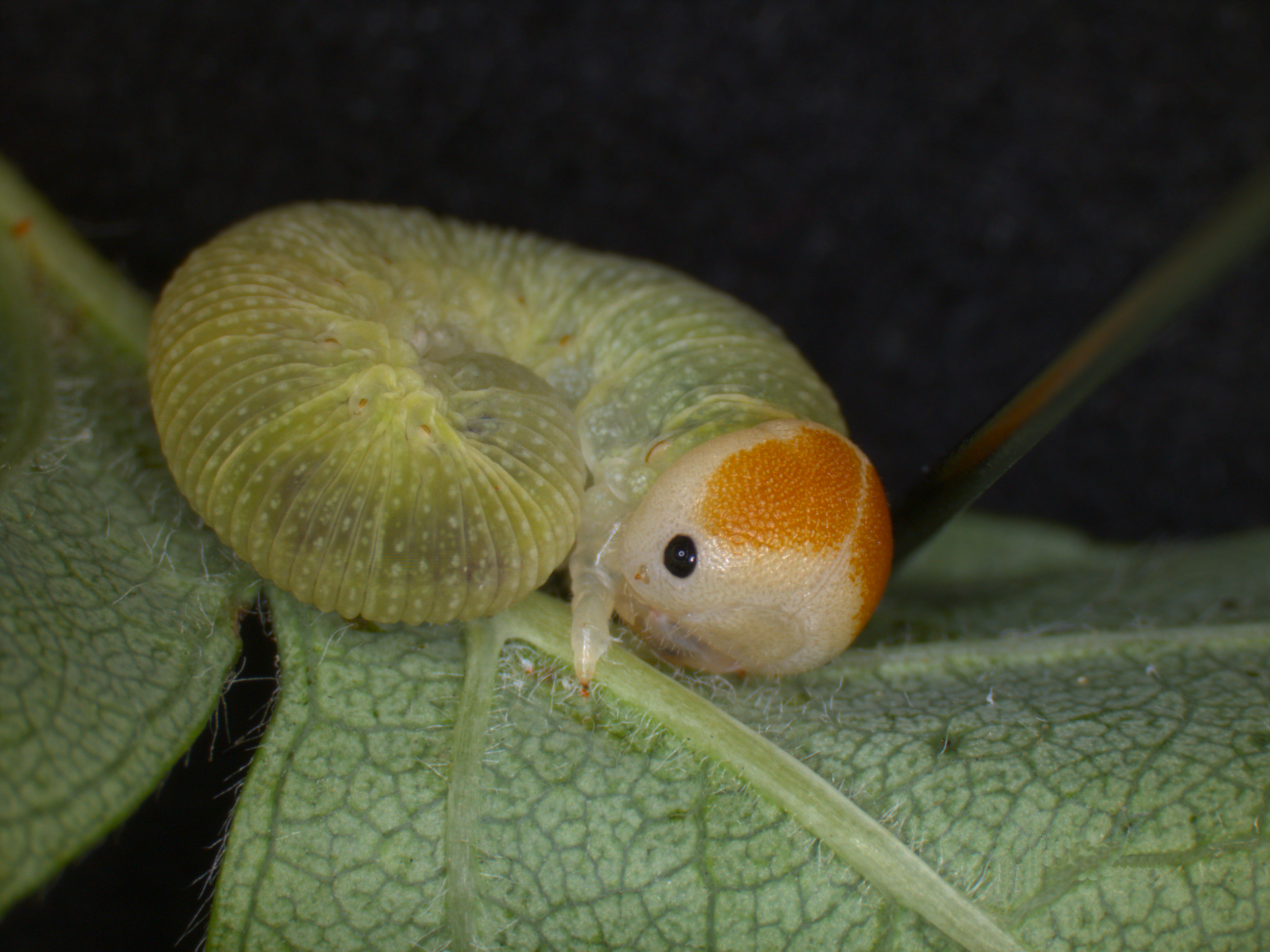 caterpillar-like sawfly larva with a sclerotized head capsule and developed thoracic legs (Trichiosoma triangulum); photo: WSDA
