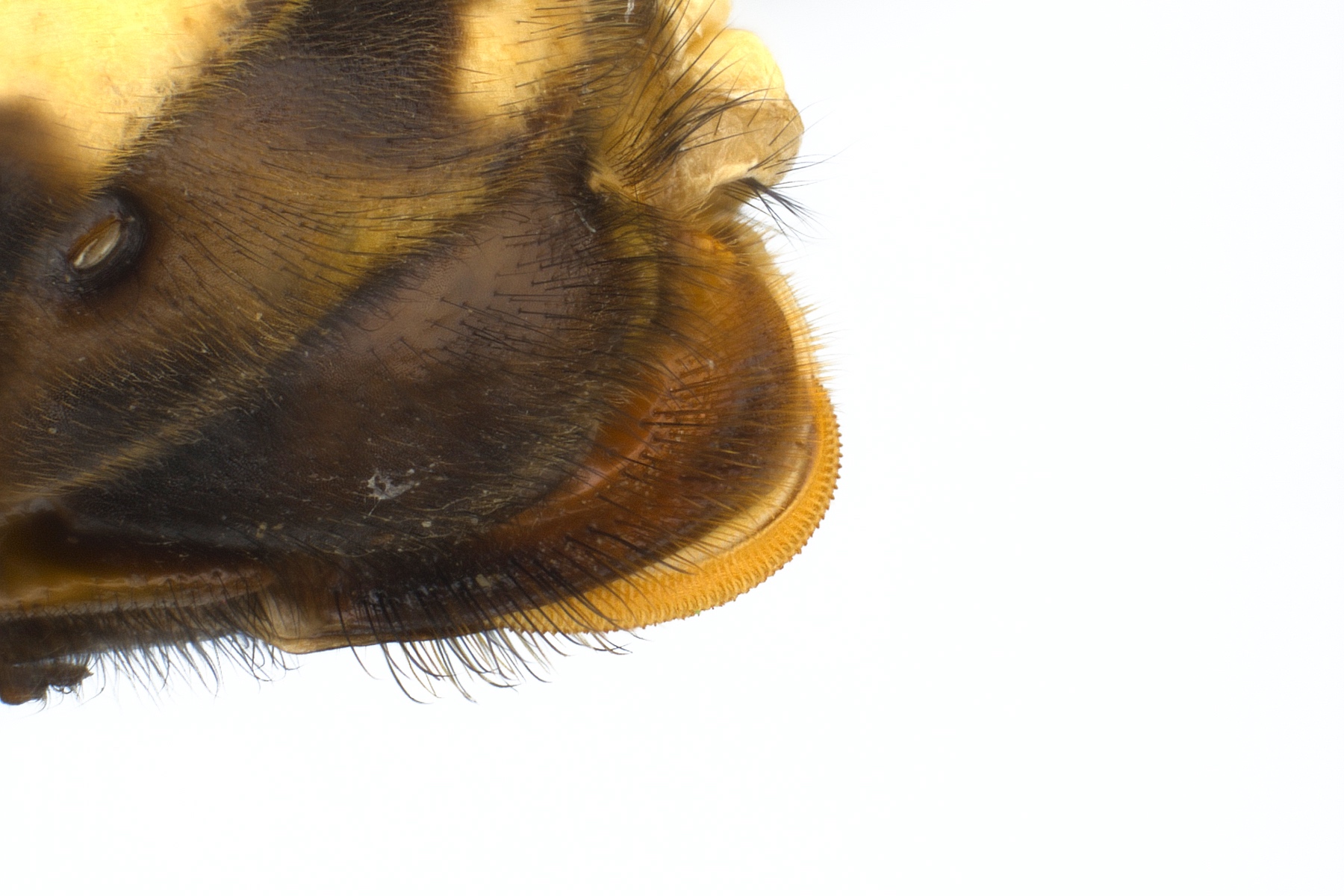 rounded ovipositor (Cimbex sp.); photo: WSDA