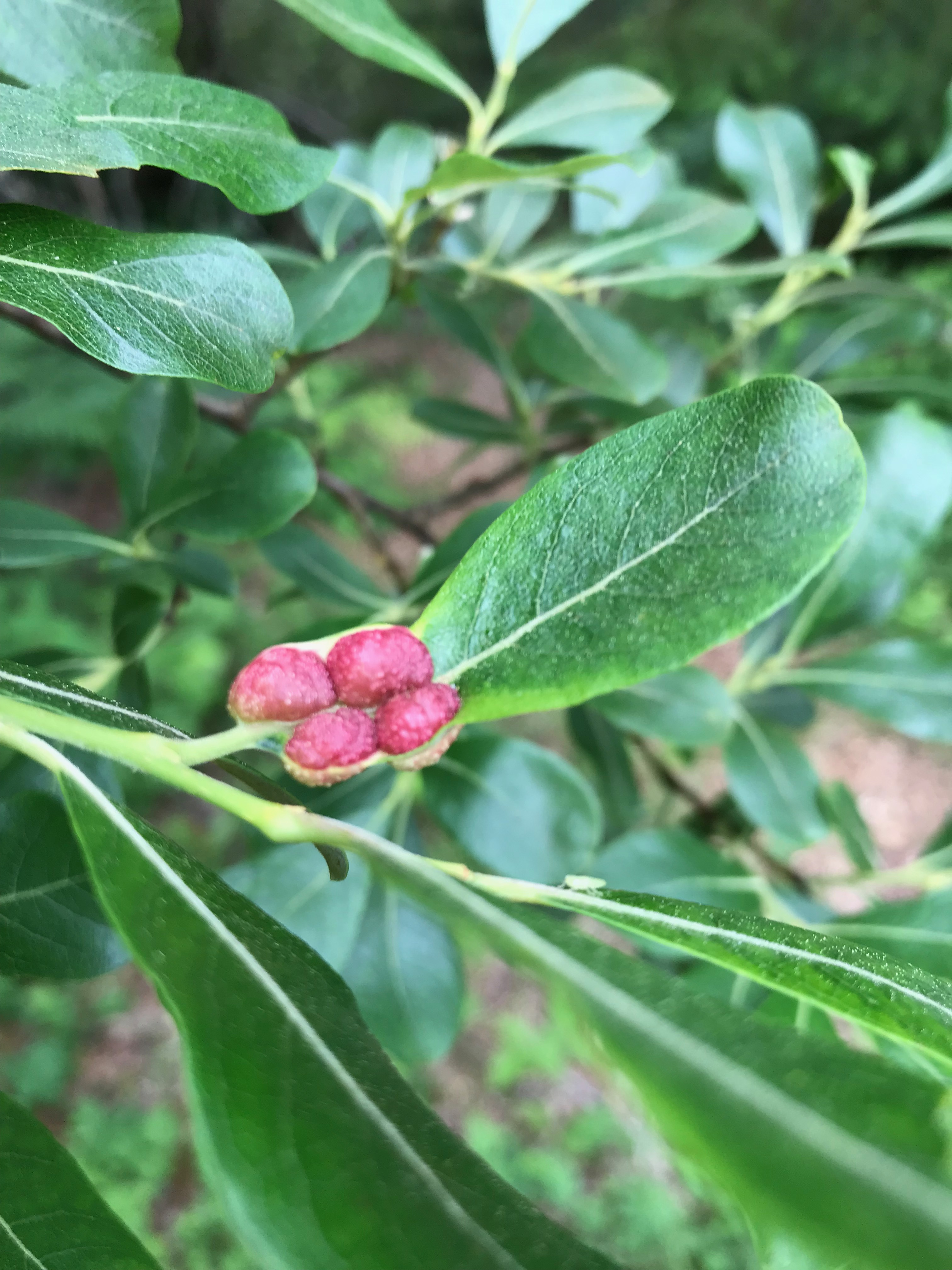 willow leaf galls induced by sawfly larvae; photo: C. Looney