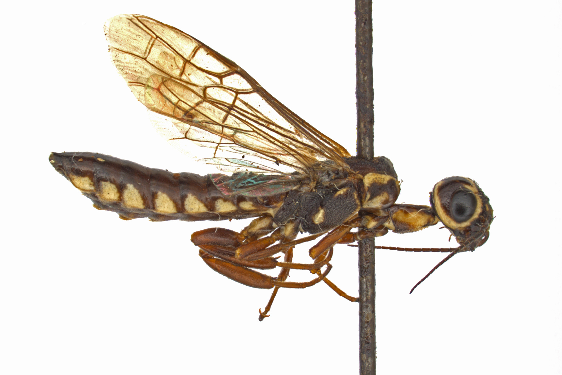 Xiphydriidae have slender, cylindrical bodies. They have spherical, shining heads on a long “neck”, separated from the thorax. Xiphydria mellipes, photo by Q. Baine, WSDA