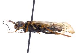   Acantholyda  sp. female lateral habitus; photo by J. Orr, WSDA 
