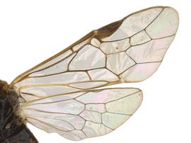   Nematus alniastri  wings; photo by P. Jones, WSDA 

