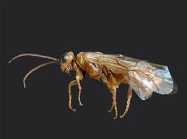   Fallocampus americanus  female lateral habitus; photo by J. Orr, WSDA 
